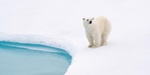 A polar bear standing on the edge of an ice floe in the Arctic