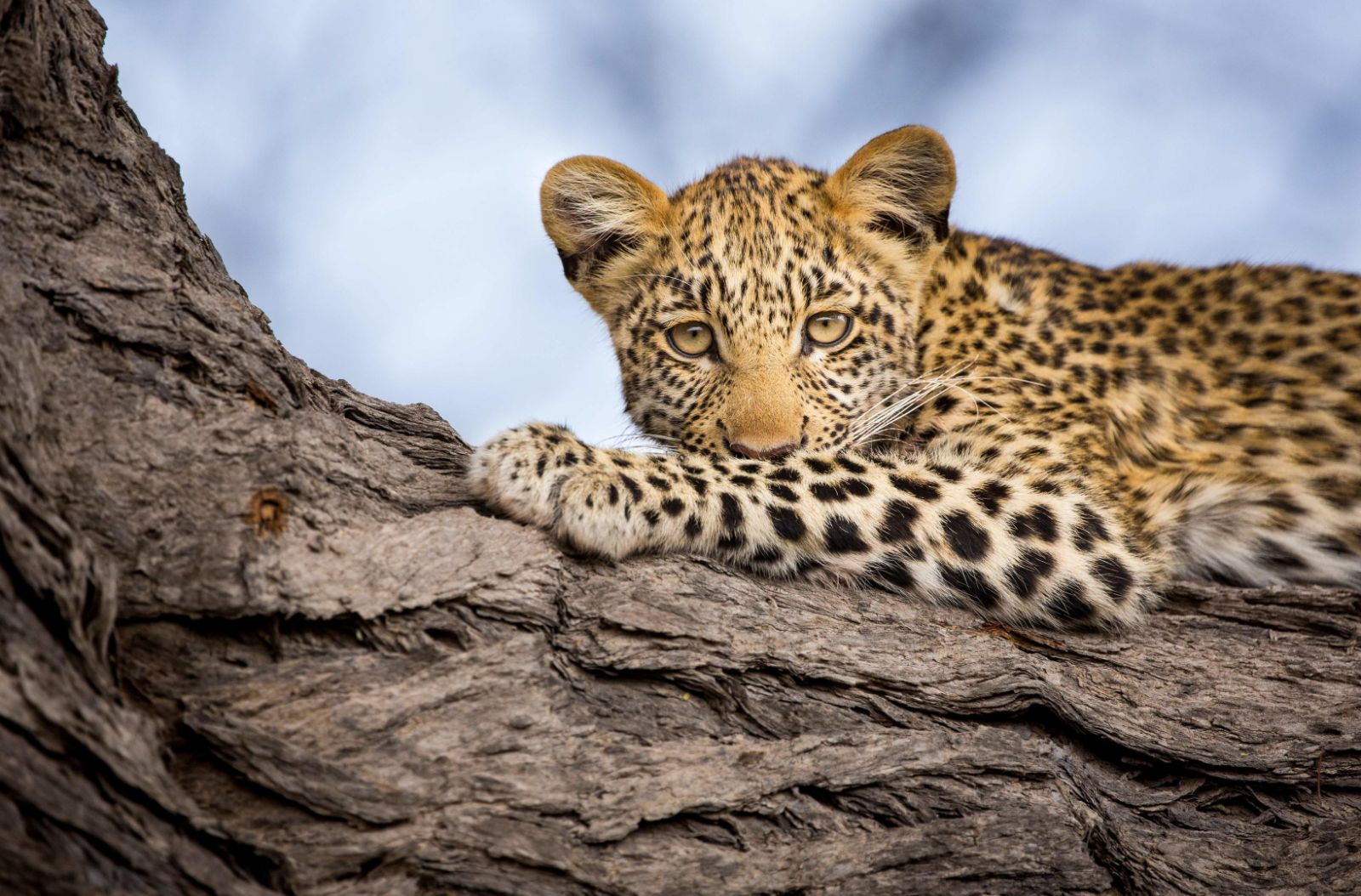 A leopard spotted on the grounds of Zafara Camp on the Selinda Reserve in Botswana
