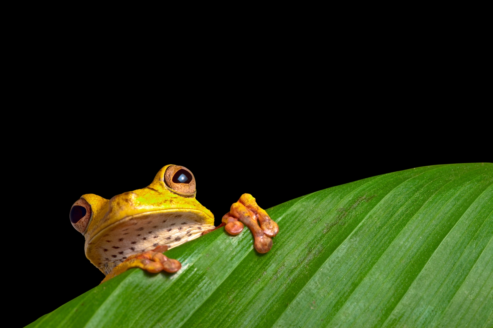 A tree frog in the Amazon, Brazil