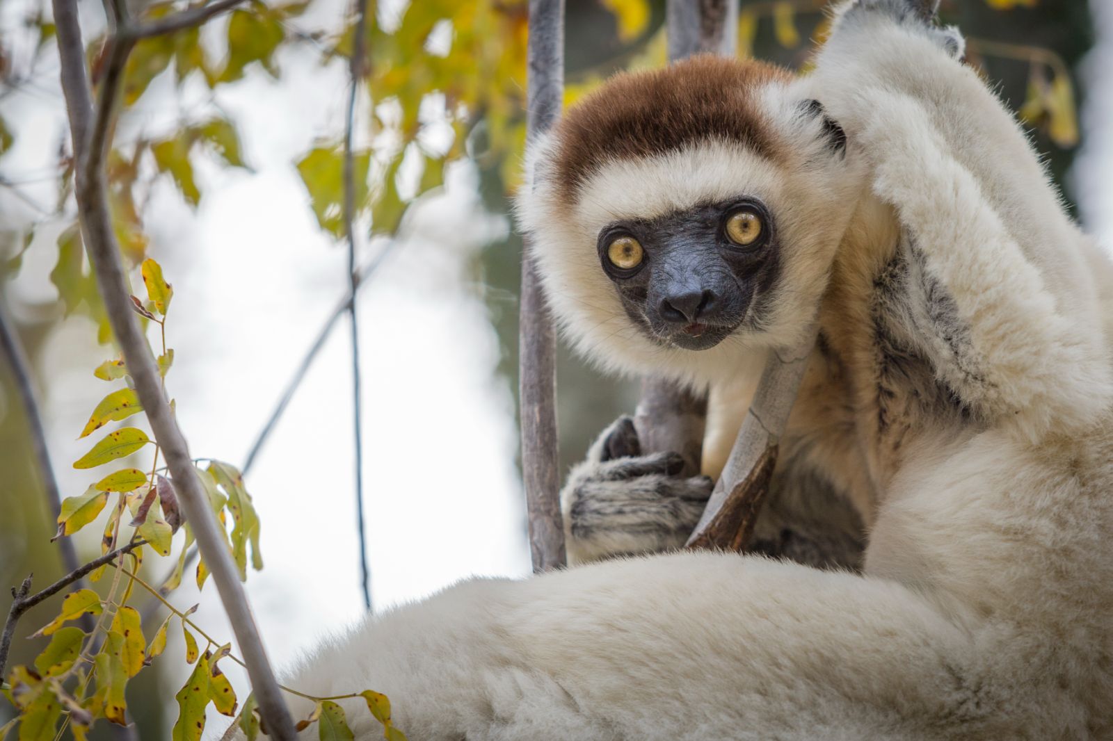 A sifaka spotted on the grounds of Mandrare River Camp in Madagascar