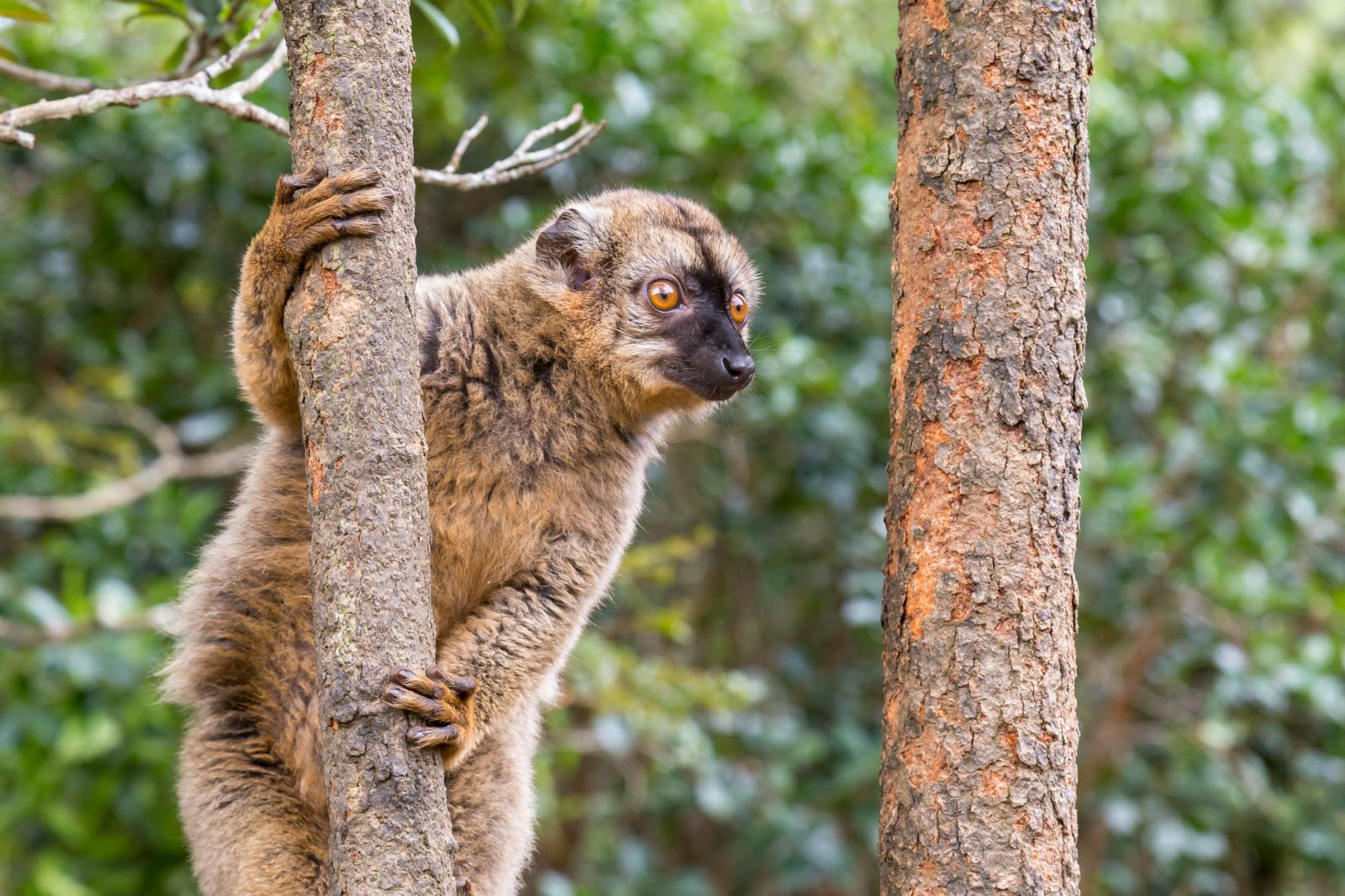 Common brown lemur in the treetops of Madagascar