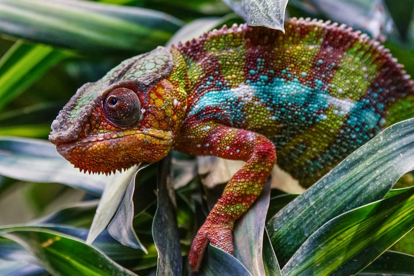 Colourful panther chameleon in the jungles of Madagascar