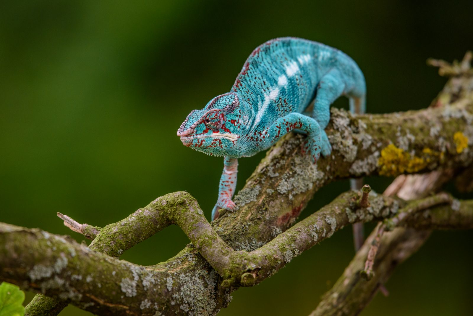 Blue panther chameleon spotted in the treetops of Madagascar