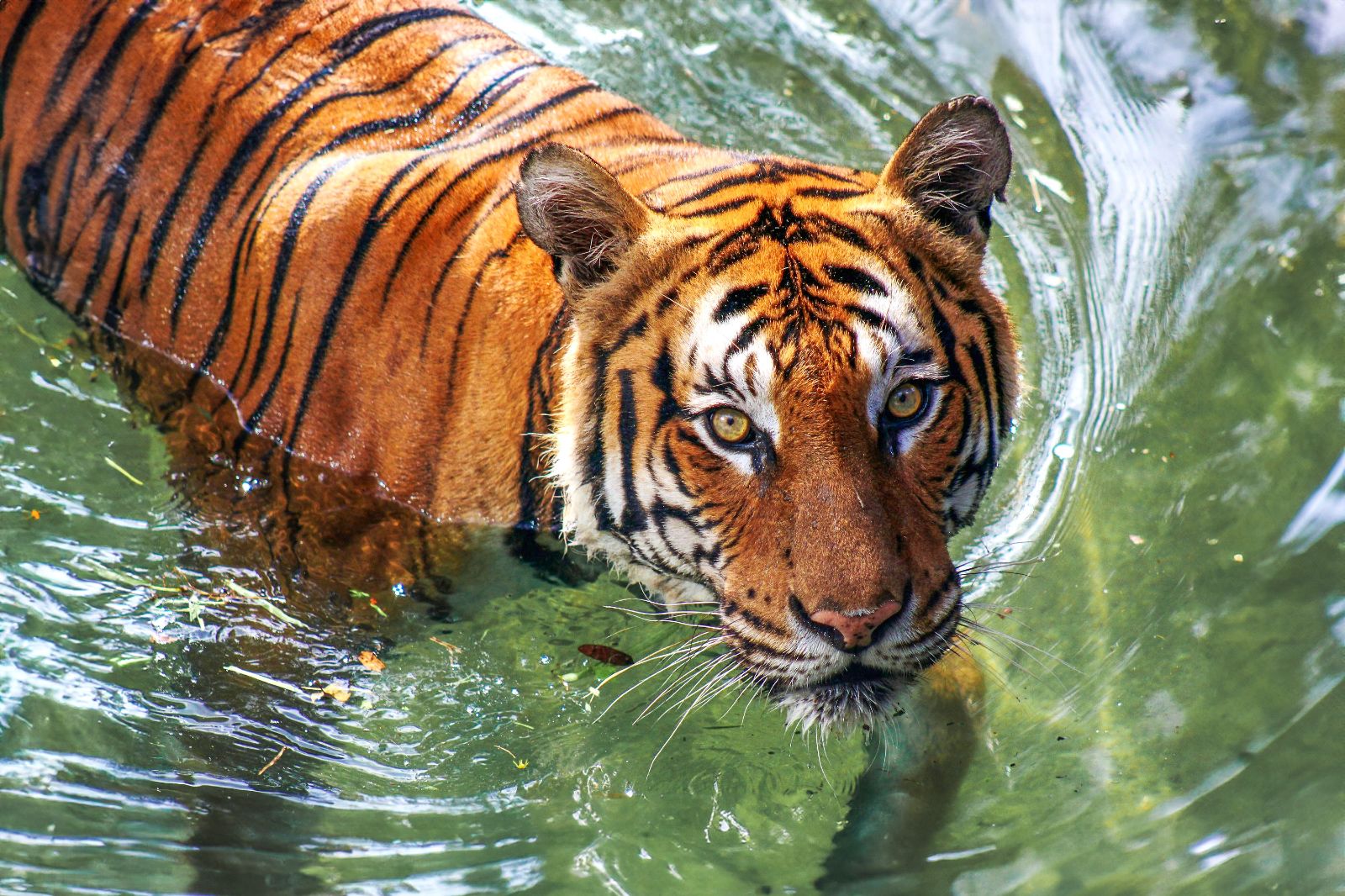 A Bengal tiger swimming in the Chitwan National Park