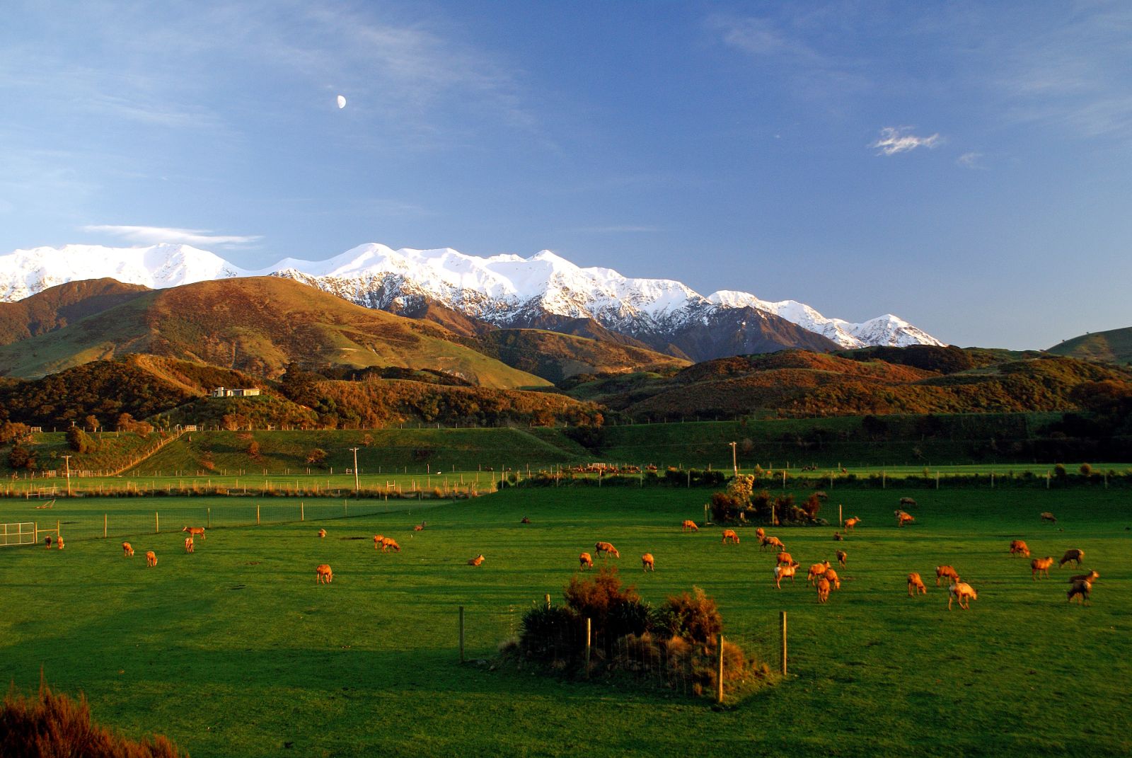 View of the paddock, rolling green hills and snow-capped mountains from Hapuku Lodge in the South Island, New Zealand