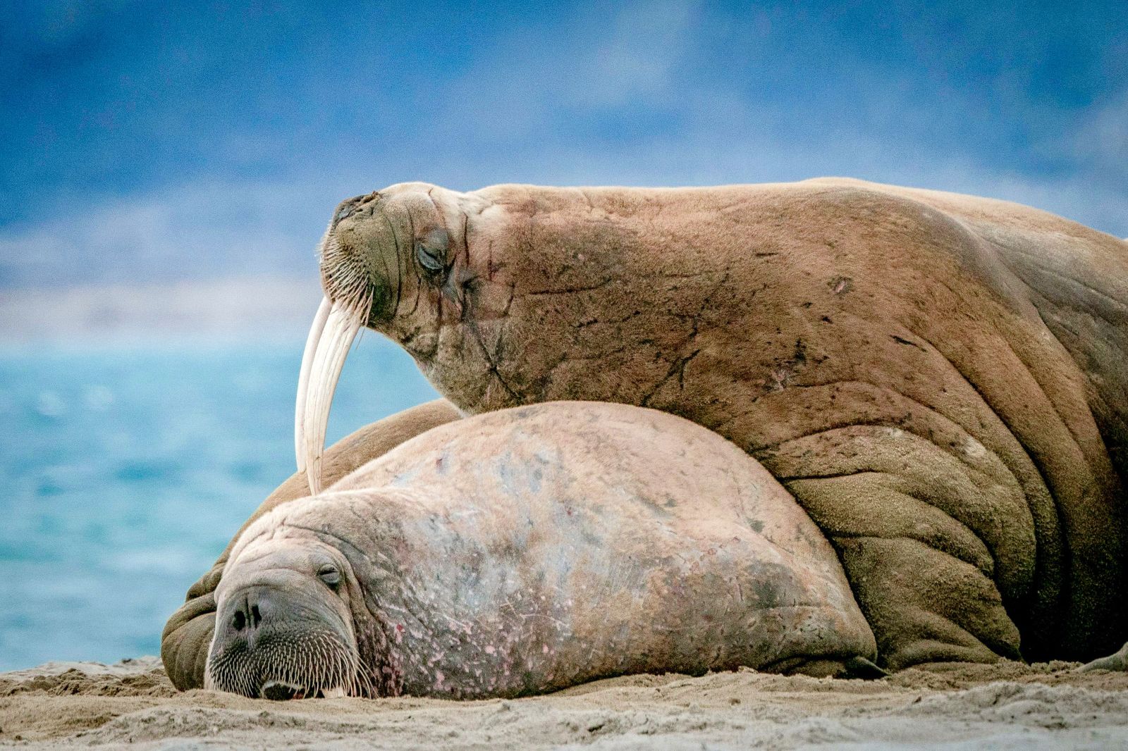 Walruses in the Arctic