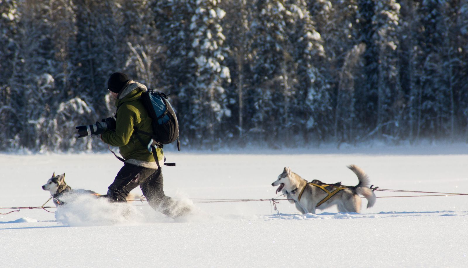 Guests hiking with the resident huskys at Aurora Safari Camp in Sweden