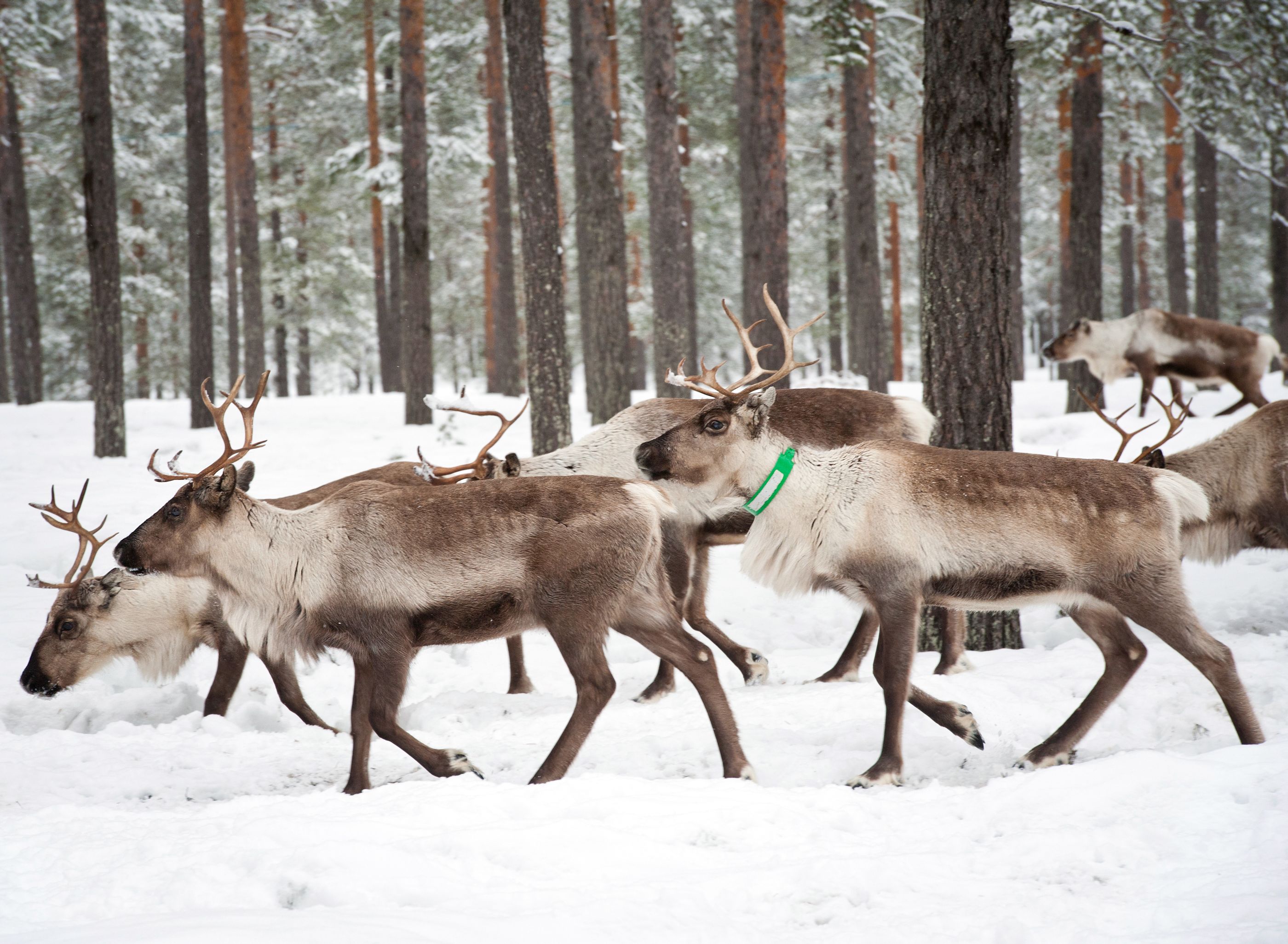 Reindeer in Sweden