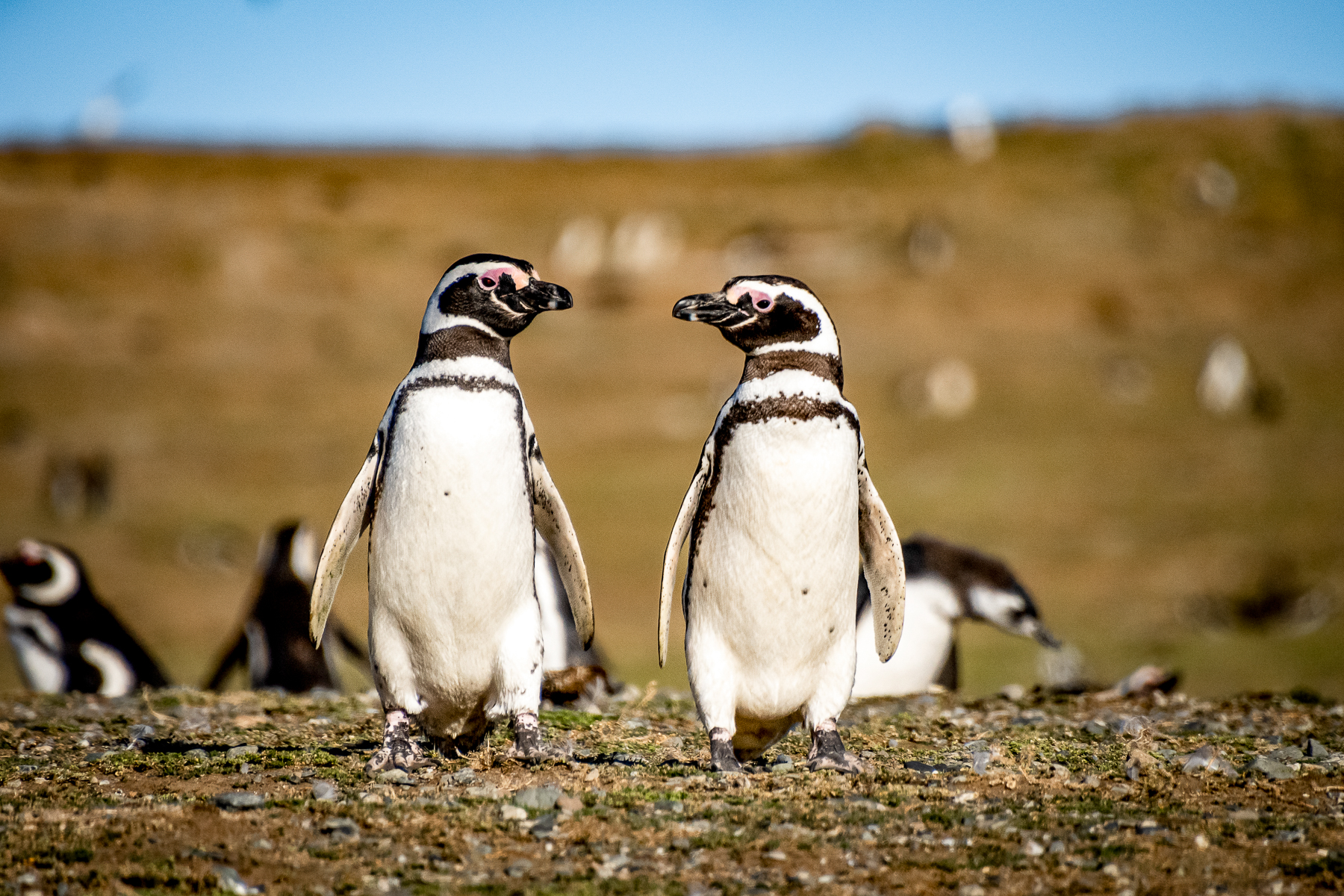 A pair of magellanic penguins spotted in Argentinian Patagonia