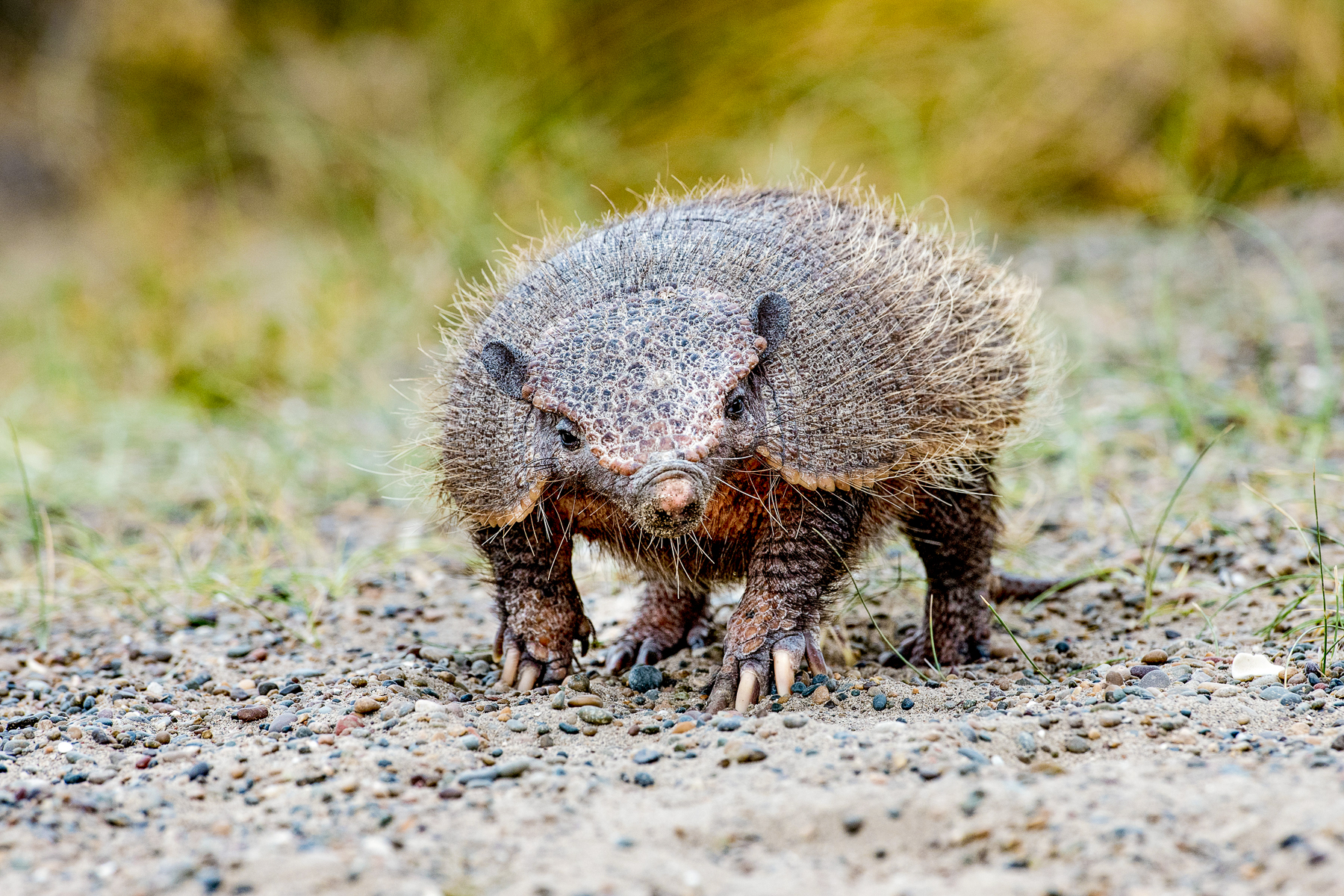 A big hairy armadillo scurrying across the Patagonian steppe