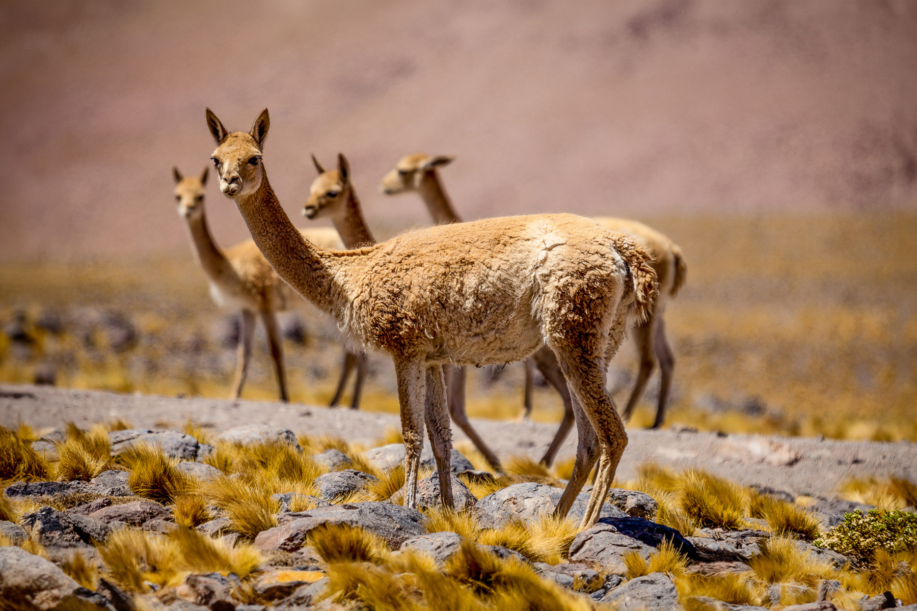 A group of vicunas grazing on the Patagonian steppe