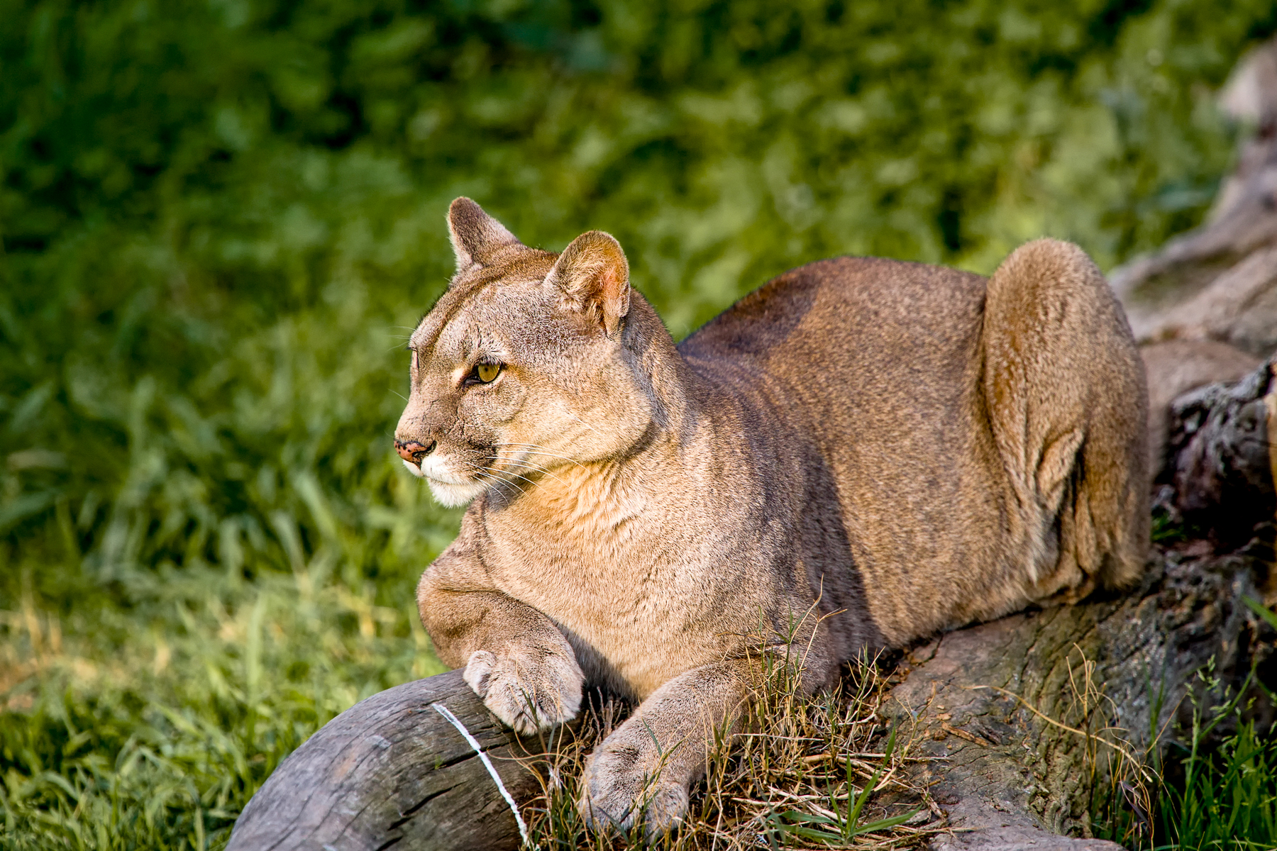 A puma spotted resting on a fallen tree trunk in Patagonia