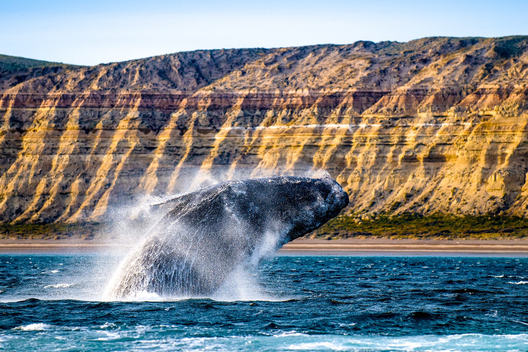 A southern right whale performing an acrobat breach off the coast of the Valdes Peninsula