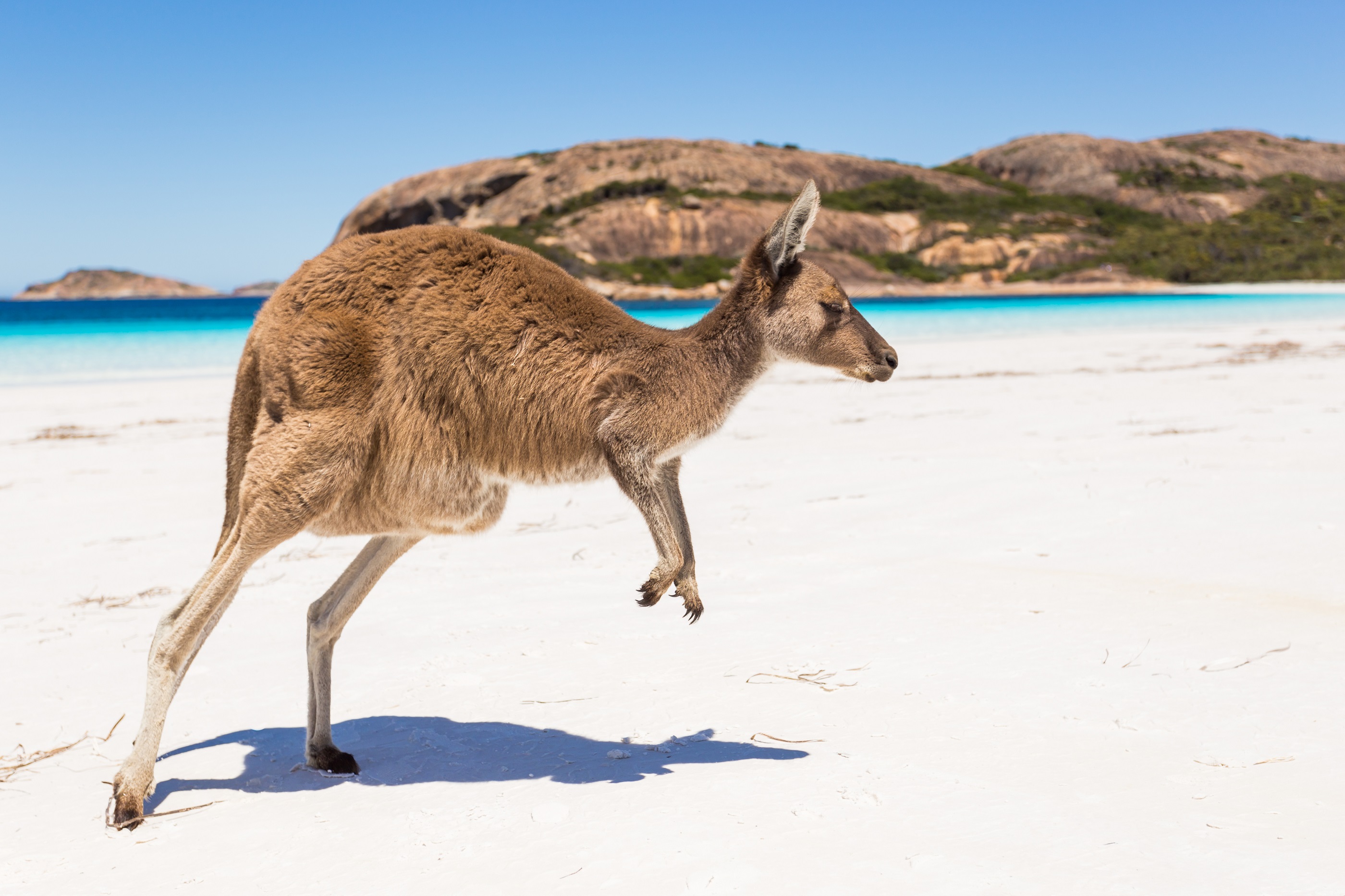 Kangaroo in Australia