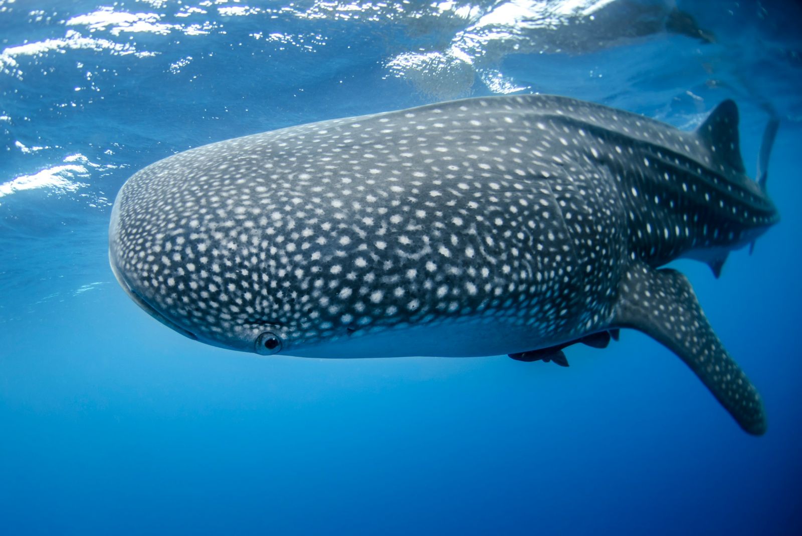 A whale shark spotted diving in Belize