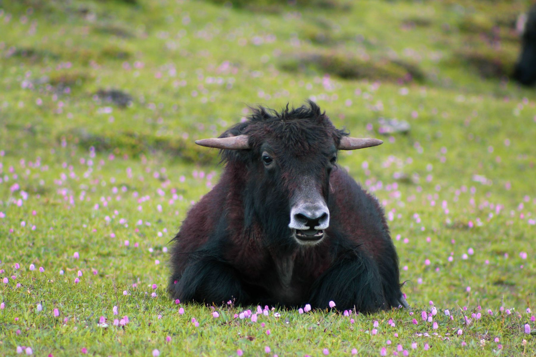 A yak in a meadow in rural Bhutan