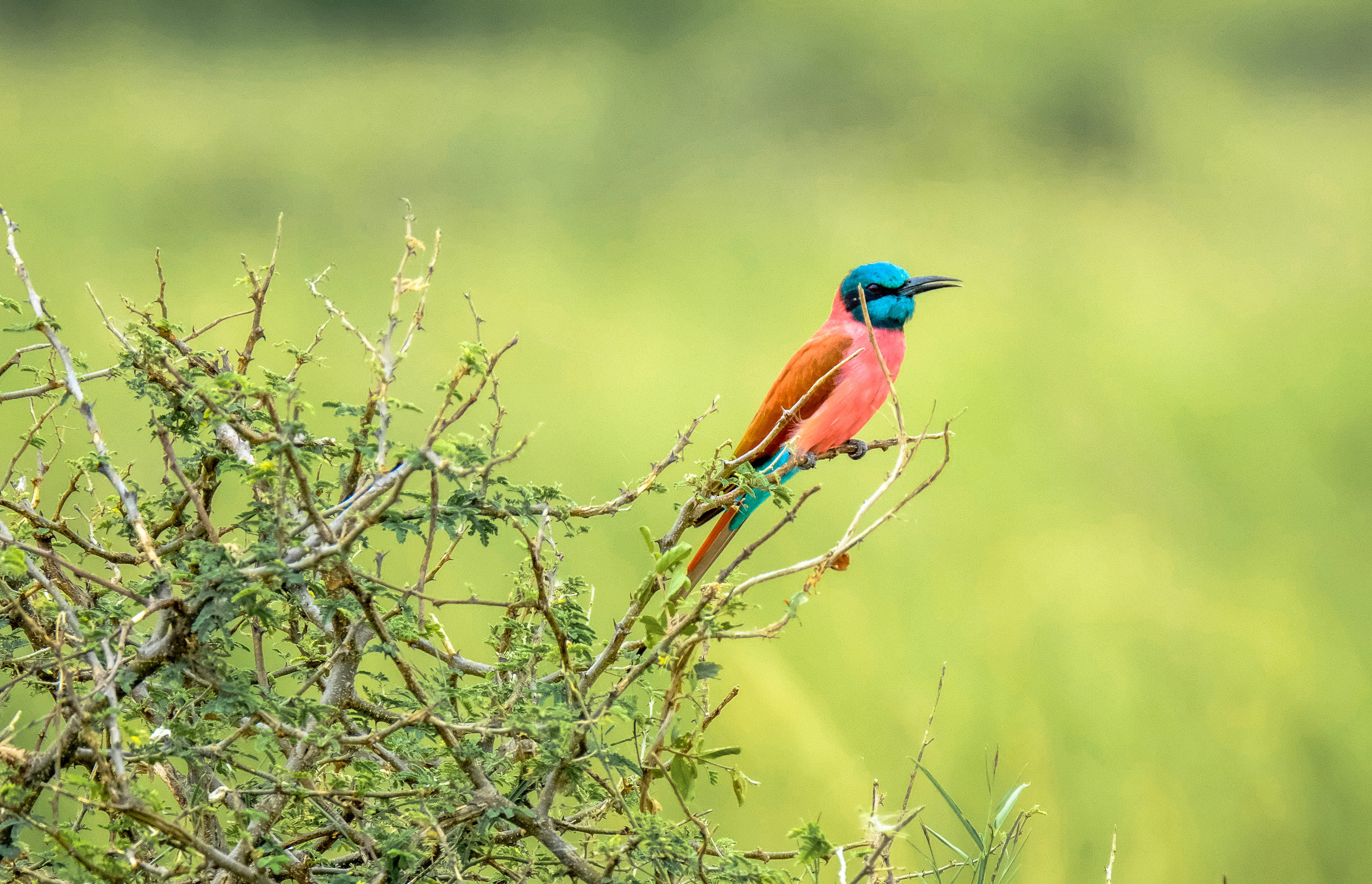 A Carmine Bee Eater bird spotted in Botswana