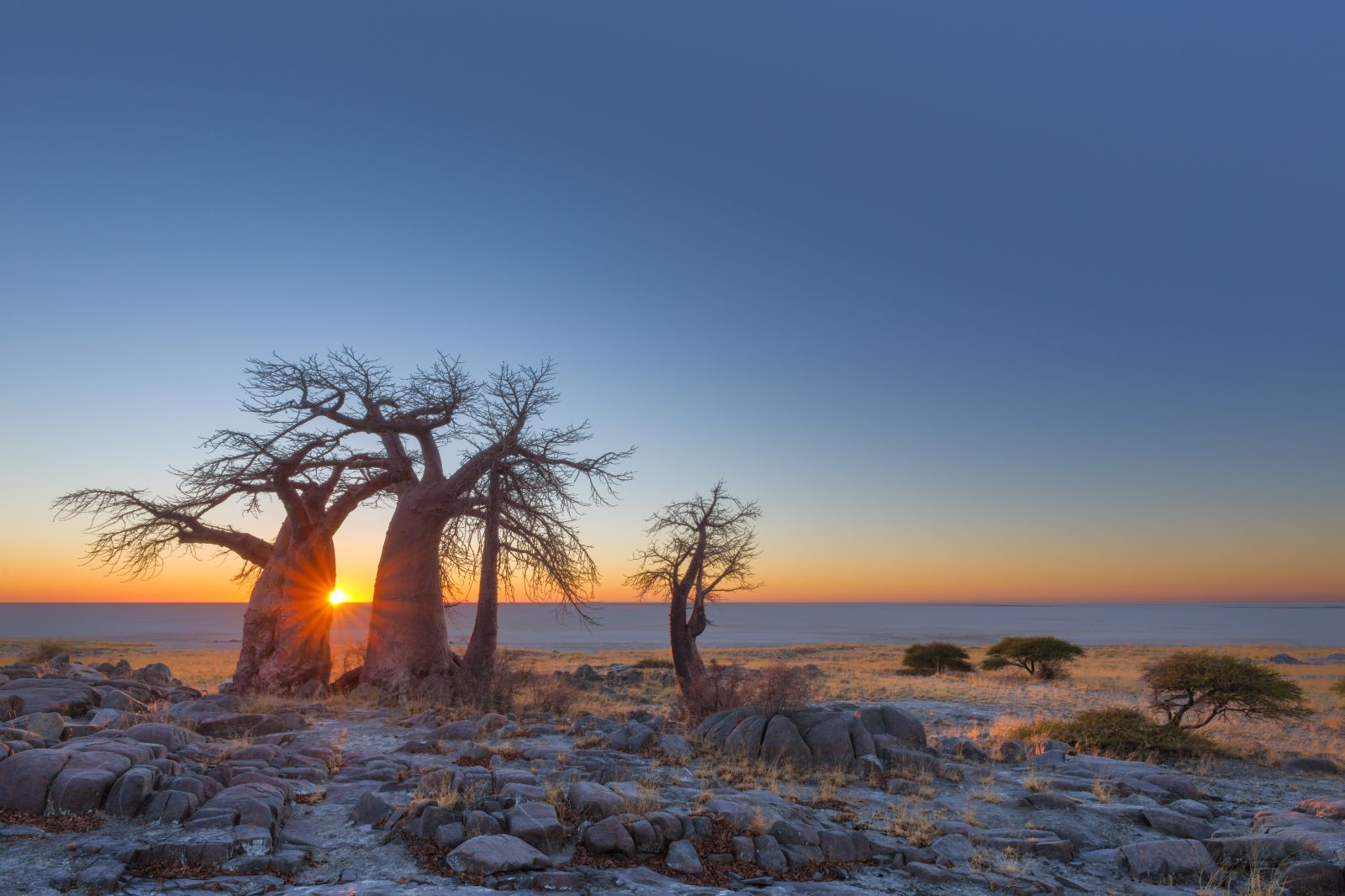 Baobab trees in Botswana's Makgadikgadi Salt Pans at sunset