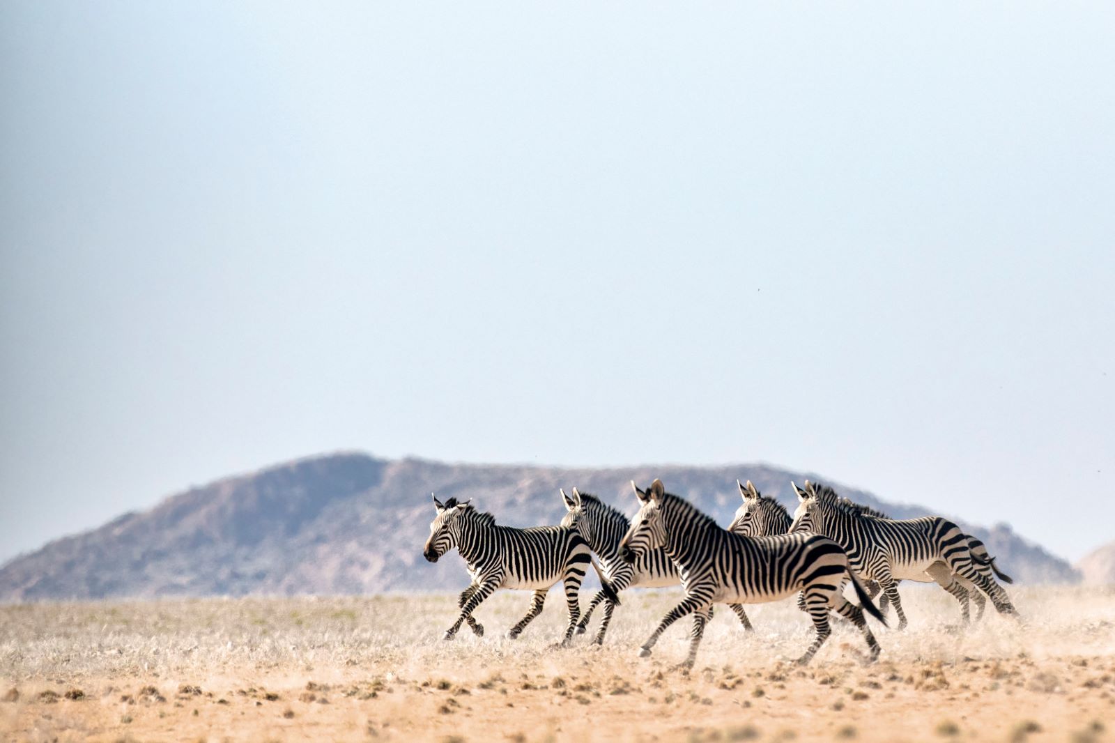 Zebras galloping across the Kalahari Desert in Botswana
