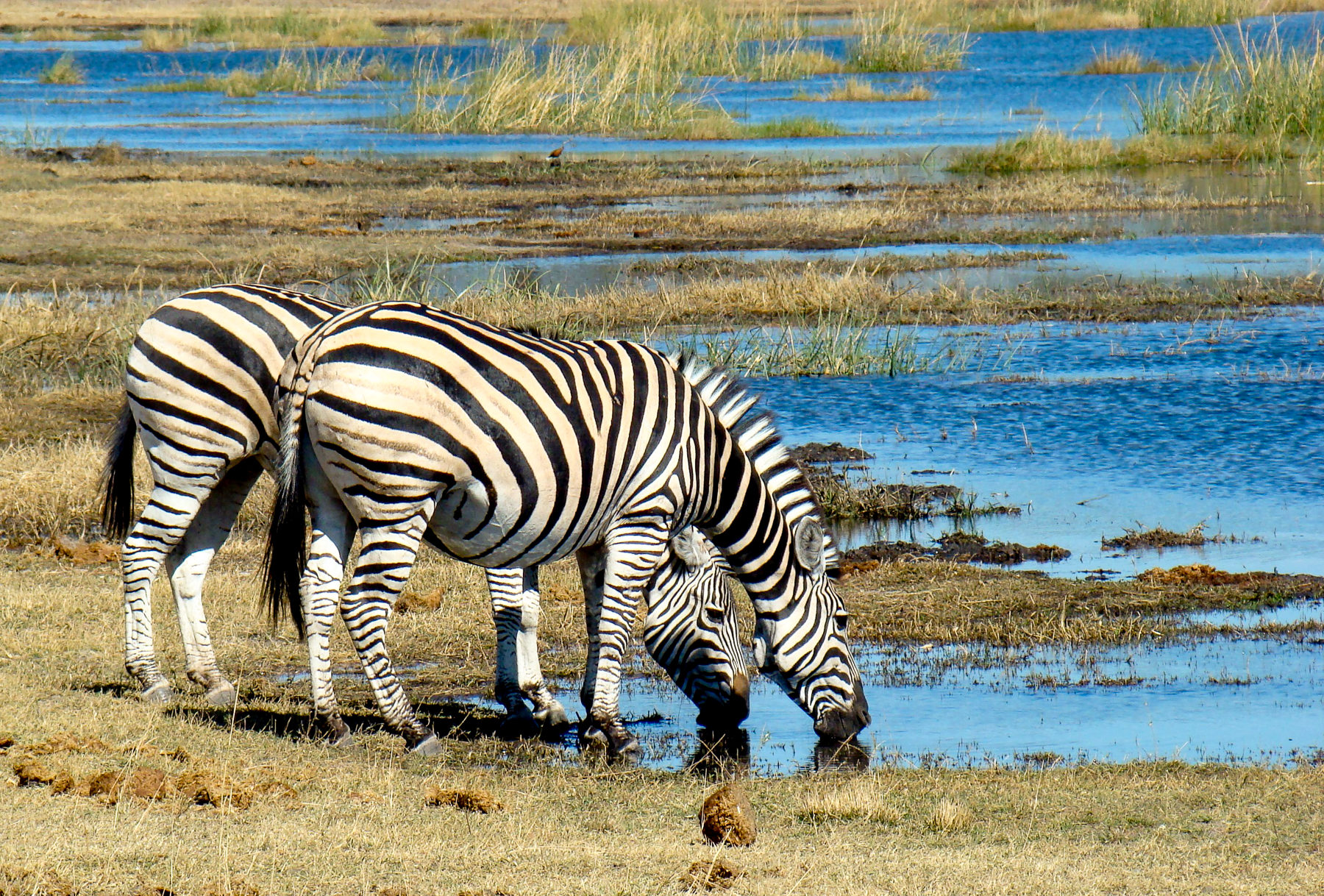 Zebras drinking from the Linyanti