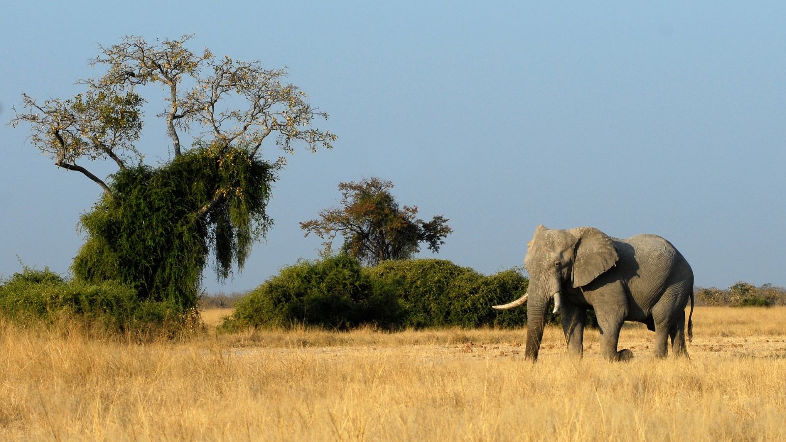 An elephant on the Savuti Plains in Botswana