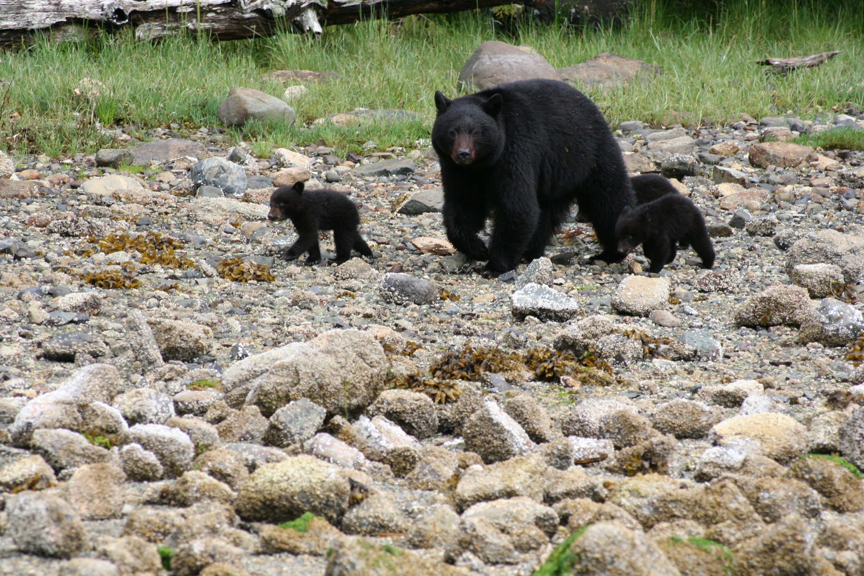 bear near Clayoquot Wilderness Resort, canada