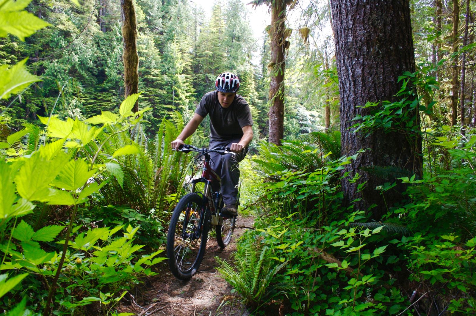 Biking through the forests of Clayoquot on Vancouver Island