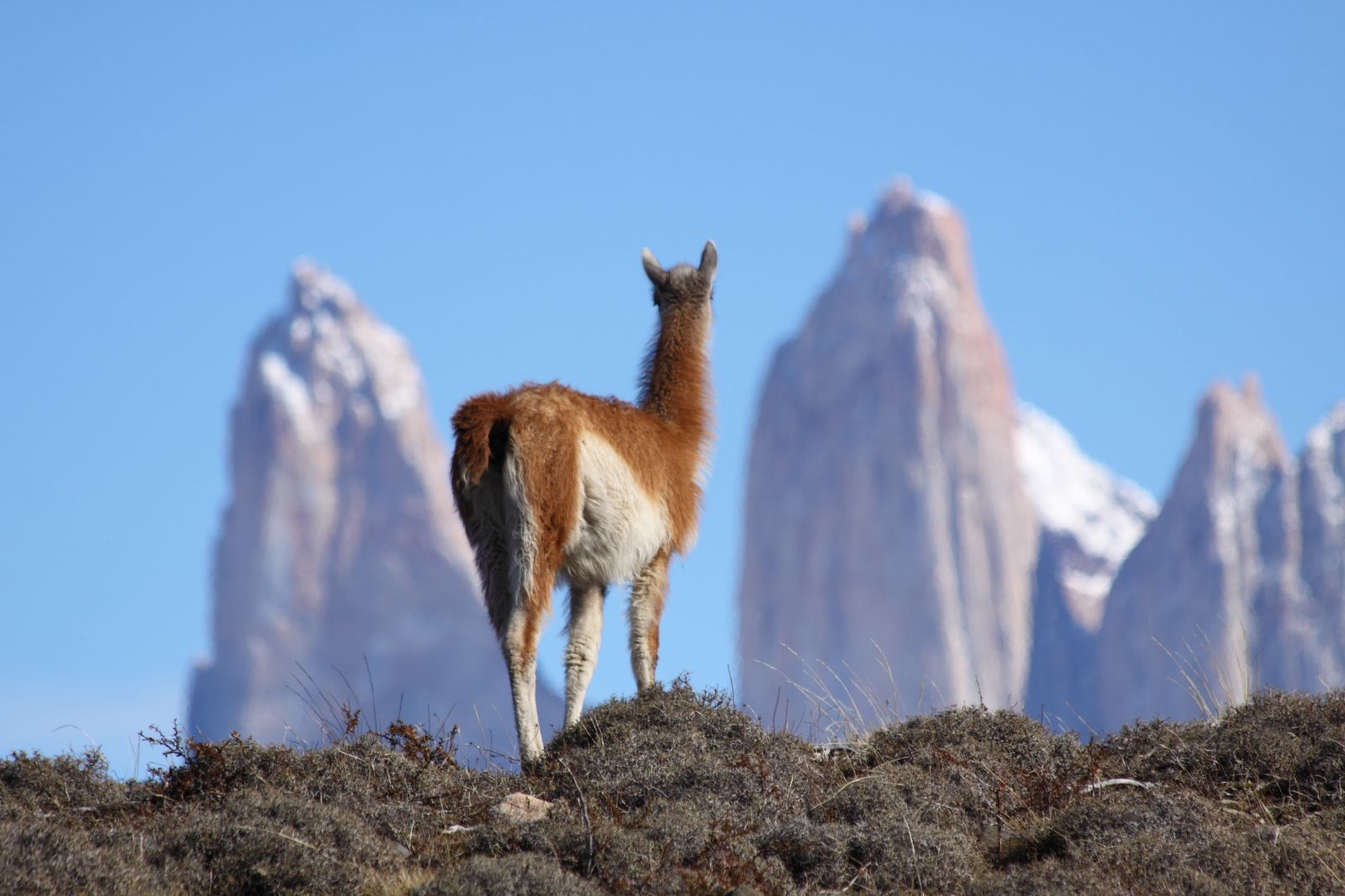 A vicuna spotted on the grounds of Awasi Patagonia