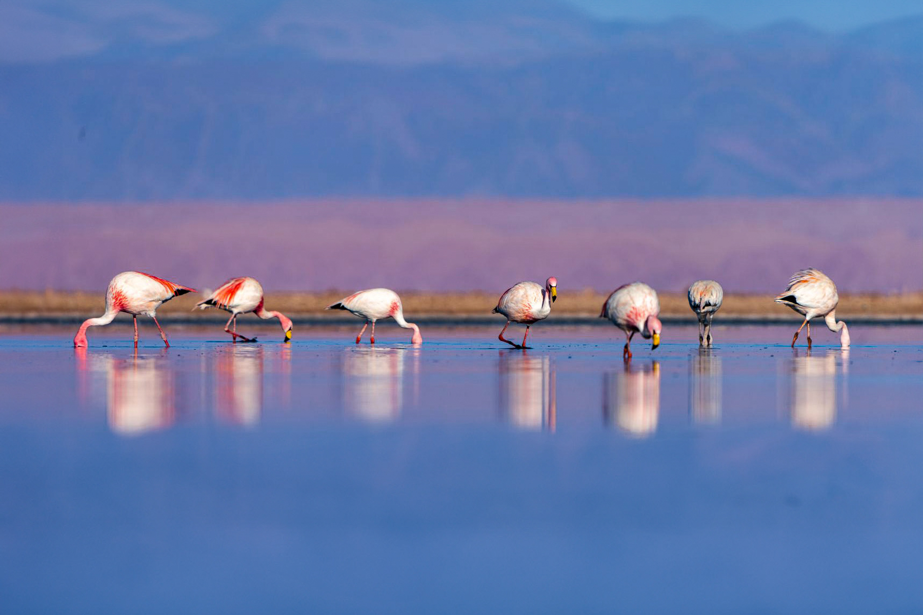 Flamingos foraging in the Laguna Chaxa in the Atacama Desert