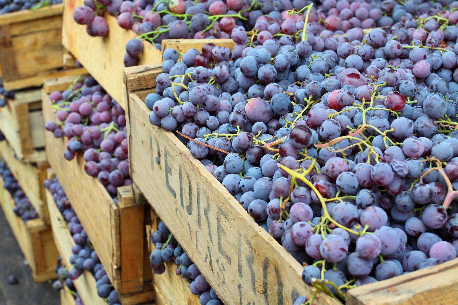 Crates of red grapes in the winelands of Chile