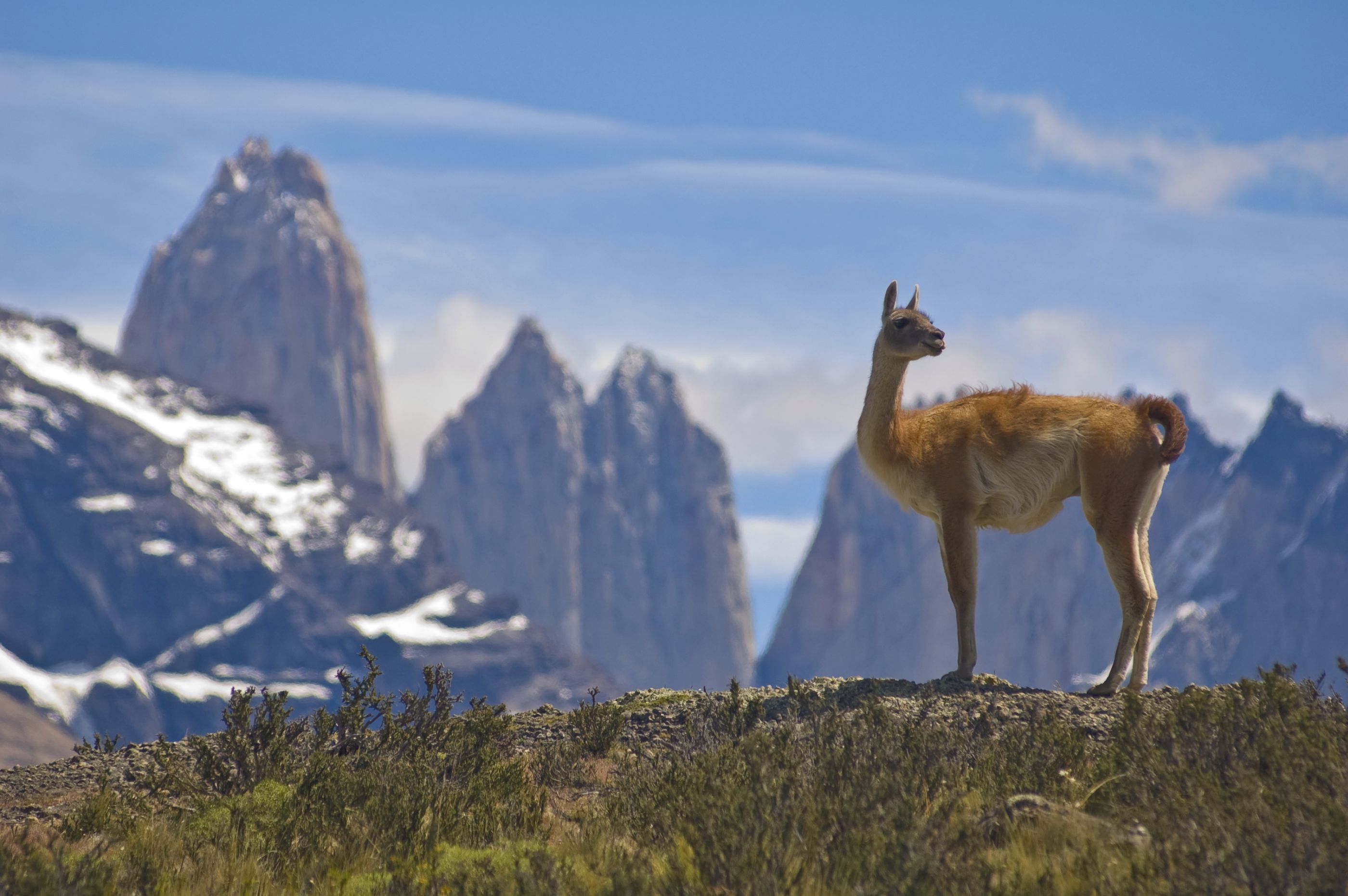 Природный и животный мир южной америки. Гуанако - высокогорный верблюд. Гуанако в Патагонии. Северная Патагония Аргентина. Торрес дель Пайне Патагония.
