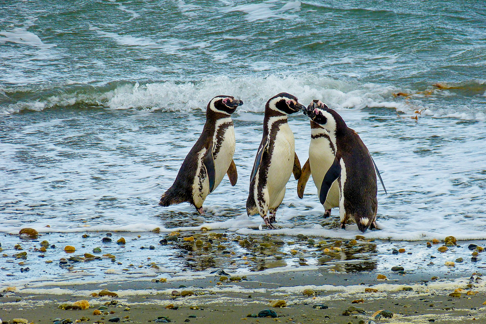 Penguins on the beach in Chile