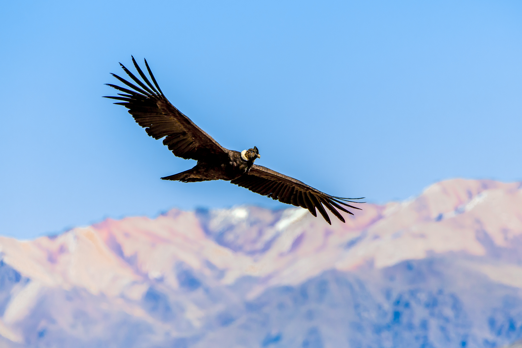 An Andean condor soaring over the Colca Canyon in Chile