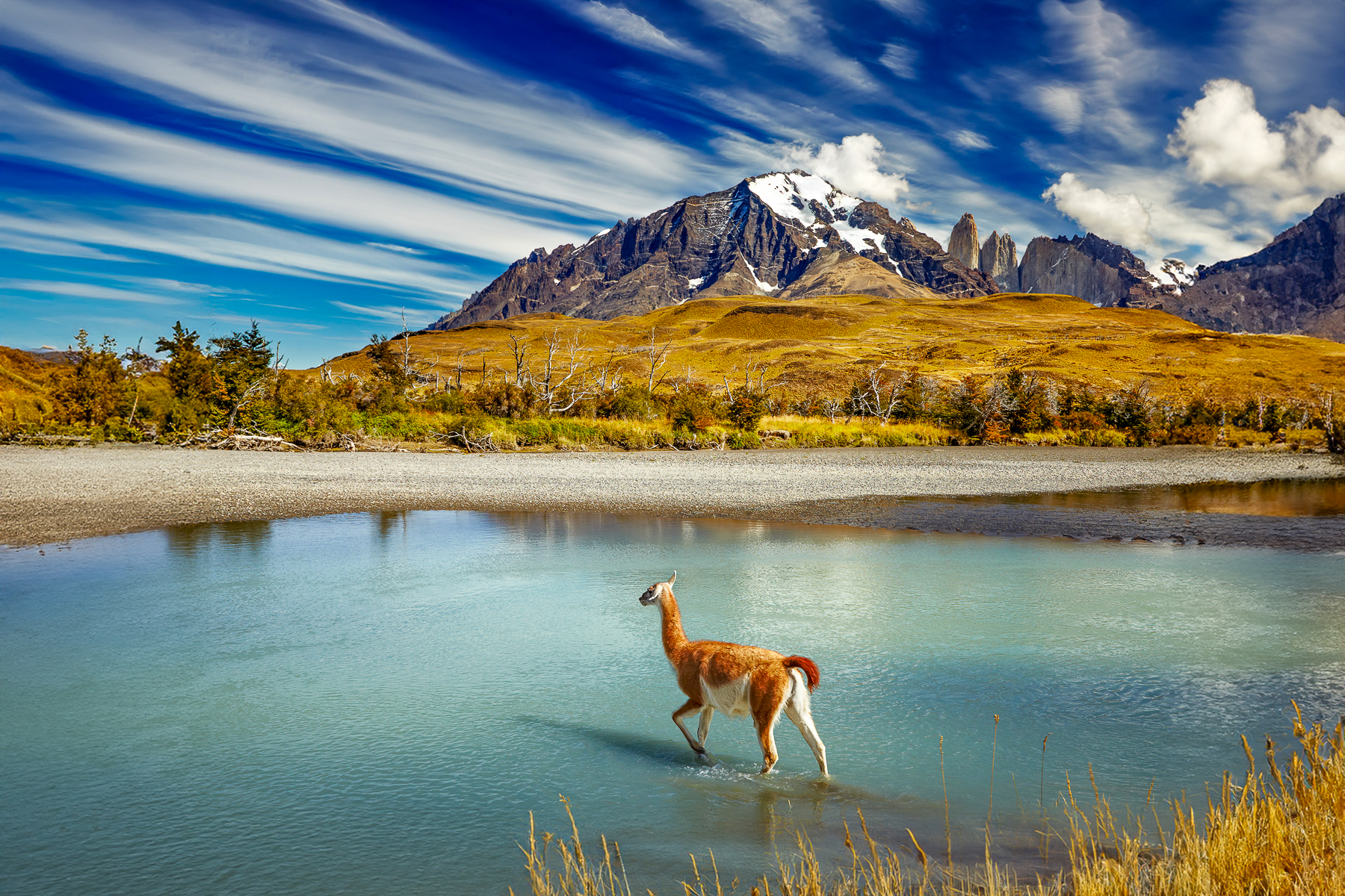 A guanaco wading through a body of water in Chilean Patagonia