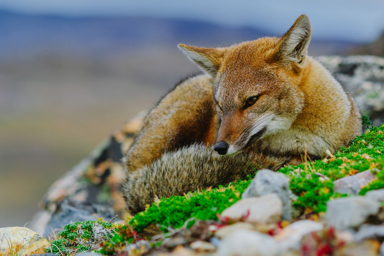 A Patagonian fox in the Torres del Paine National Park Chile