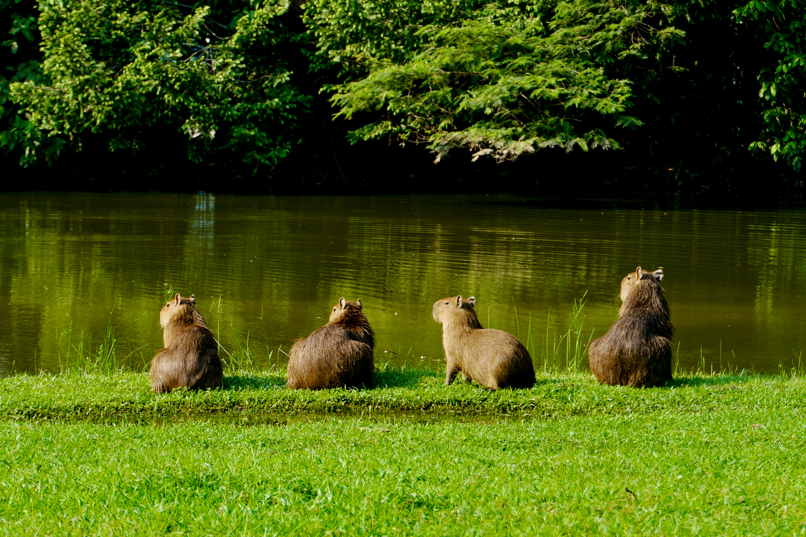 Capybaras sitting on the edge of the river in Los Llanos