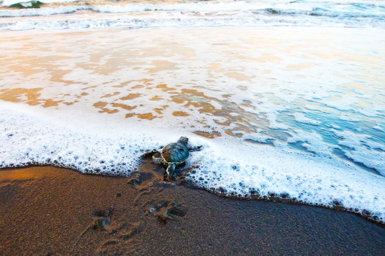 A baby turtle returning to the sea during the nesting season at Tortuguero National Park in Costa Rica