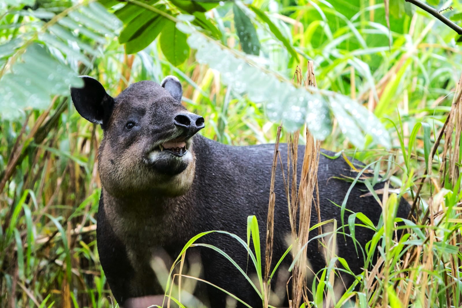 A Baird's Tapir spotted in Corcovado National Park in Costa Rica
