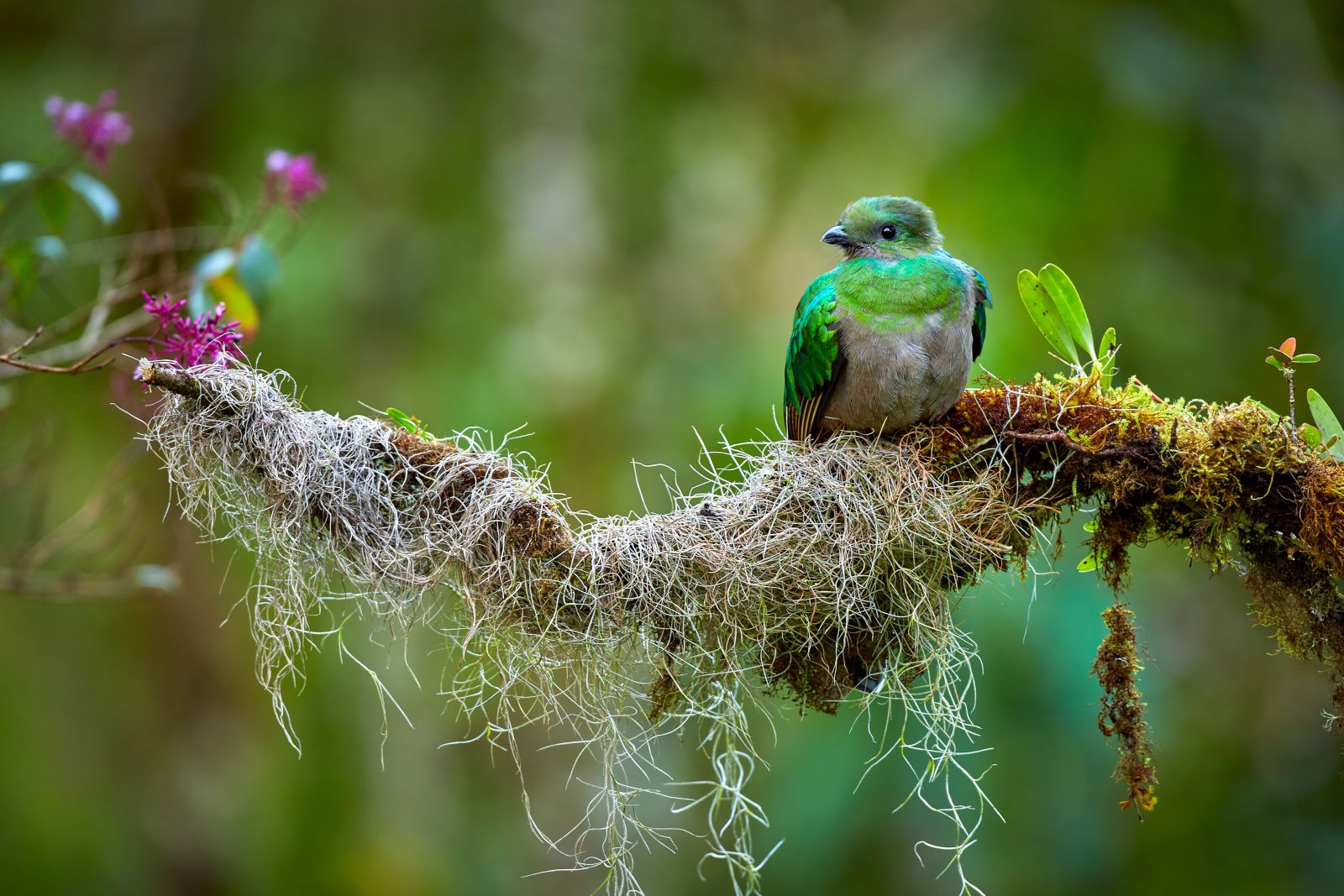 Resplendent Quetzal on a branch in the Costa Rican cloud forest