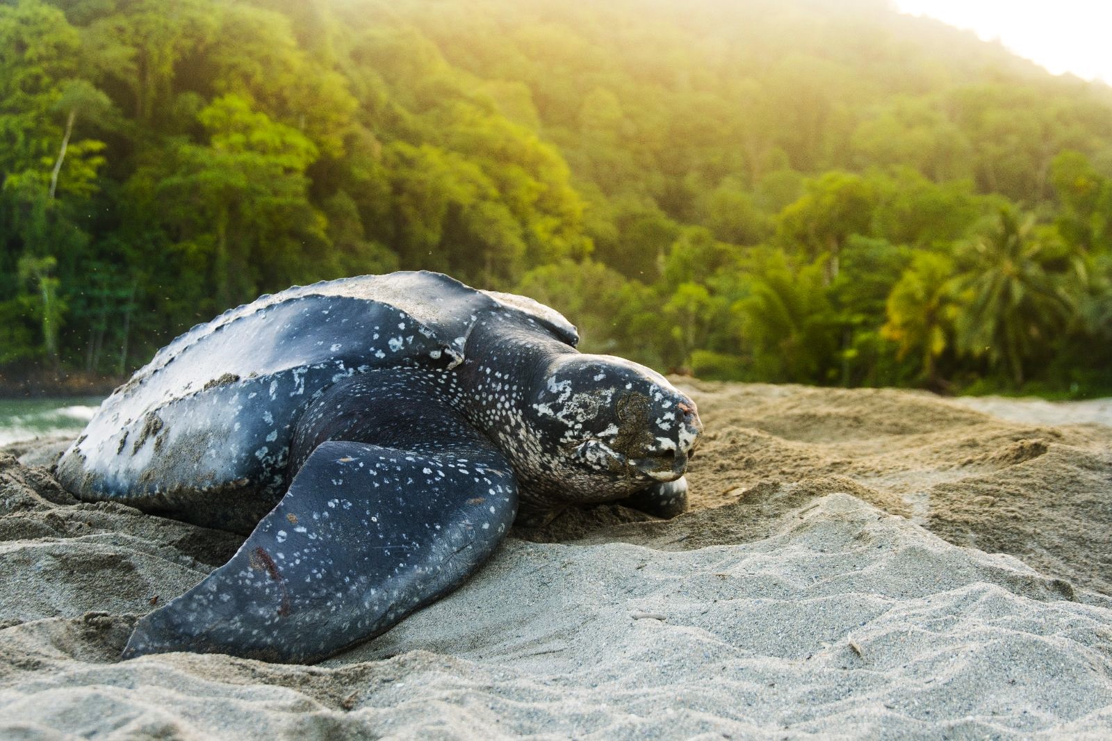 A leatherback turtle laying eggs on the beach of Tortuguero National aPark