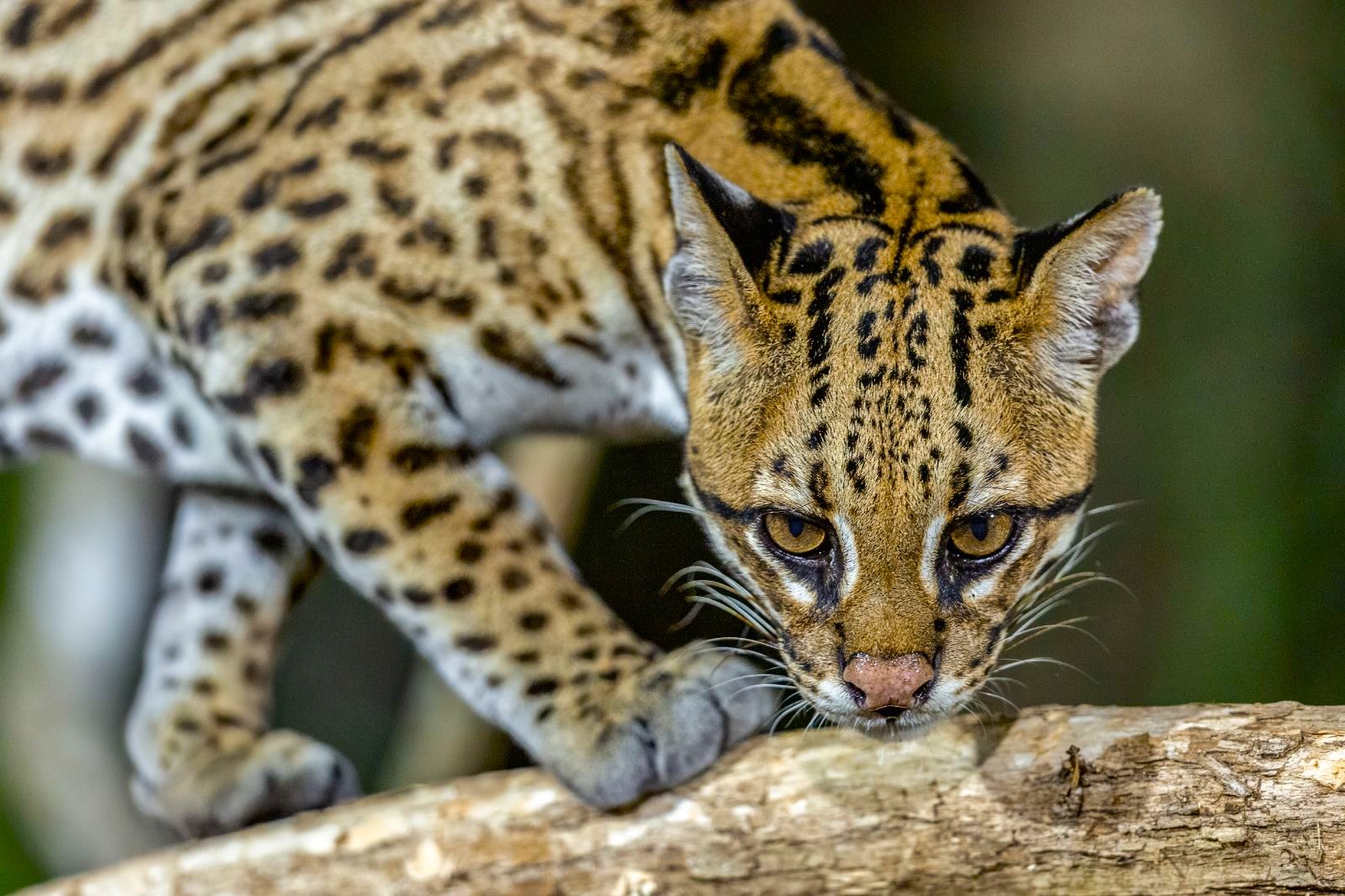An ocelot on a tree branch in Corcovado National Park 