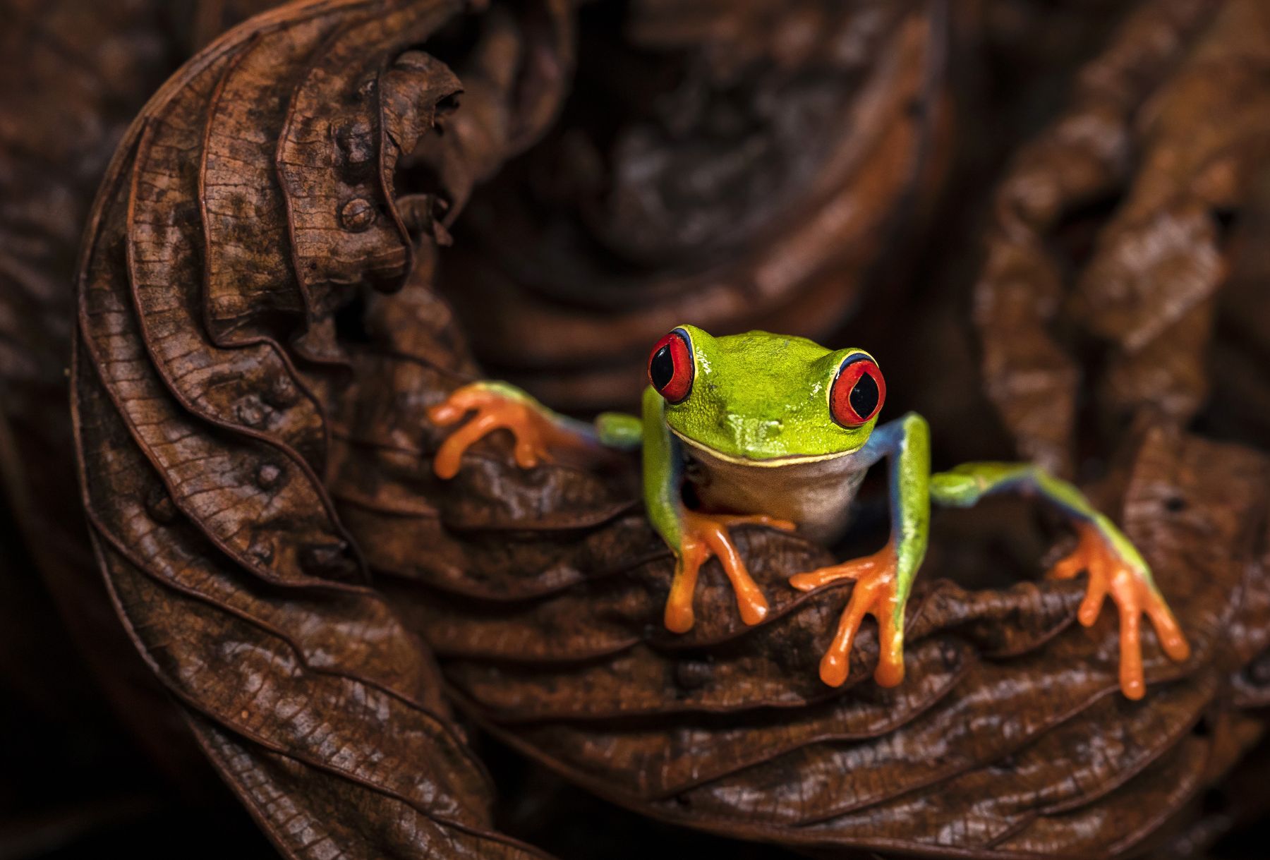 A red-eyed tree frog sitting on a dried leaf in Costa Rica