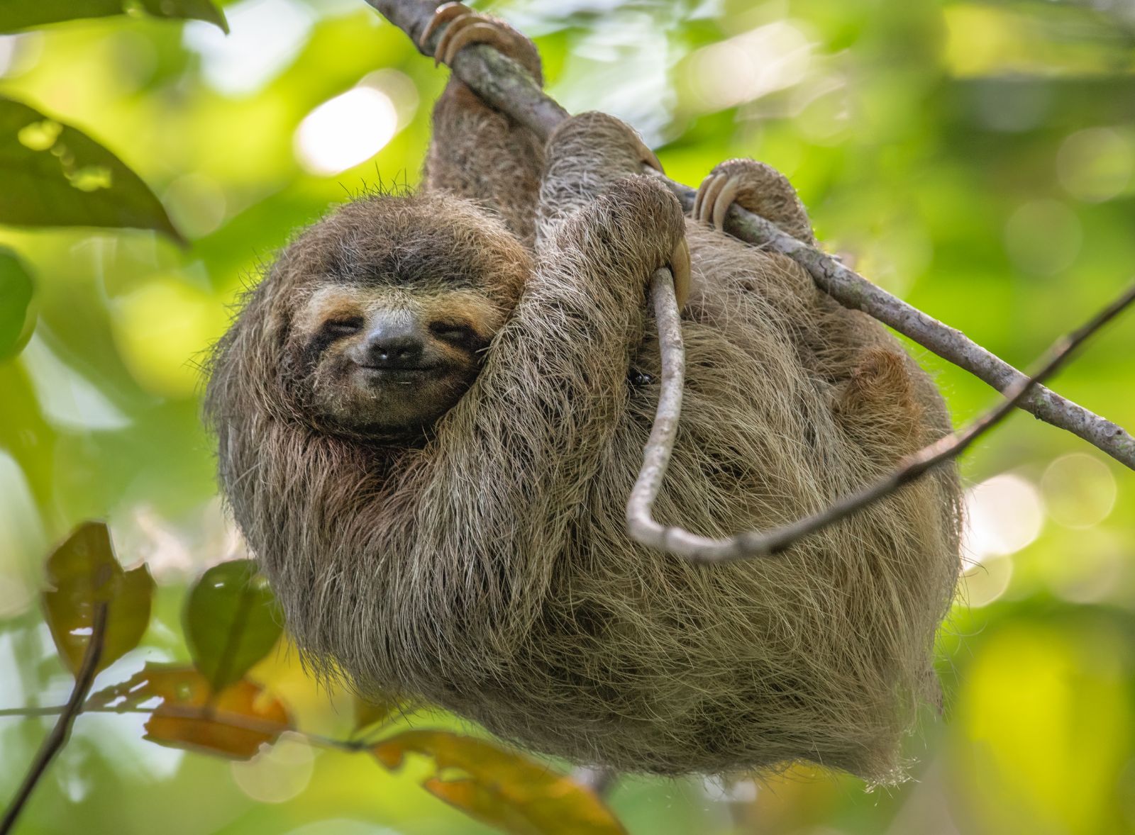 Three toed sloth hanging from a tree branch in Costa Rica