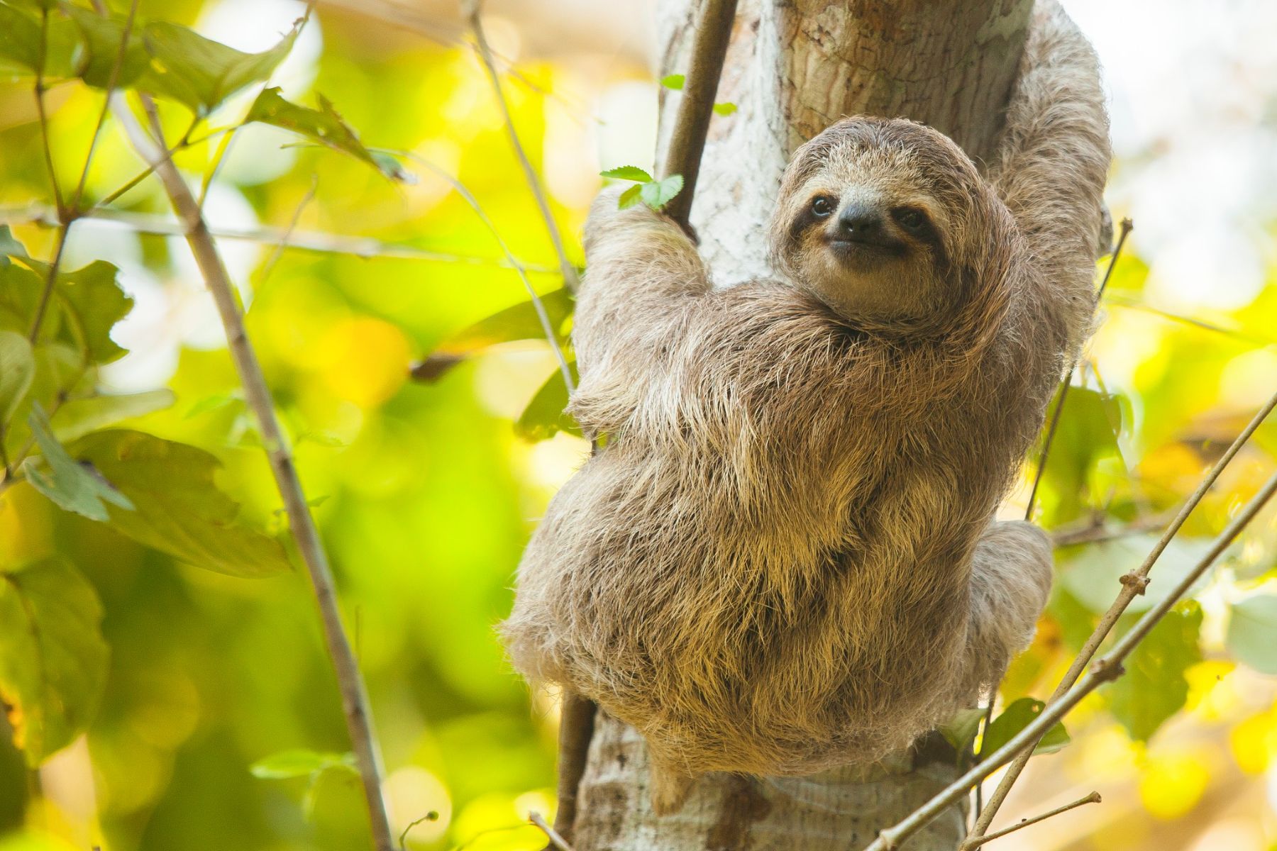 A sloth attached to a tree trunk in Costa Rica