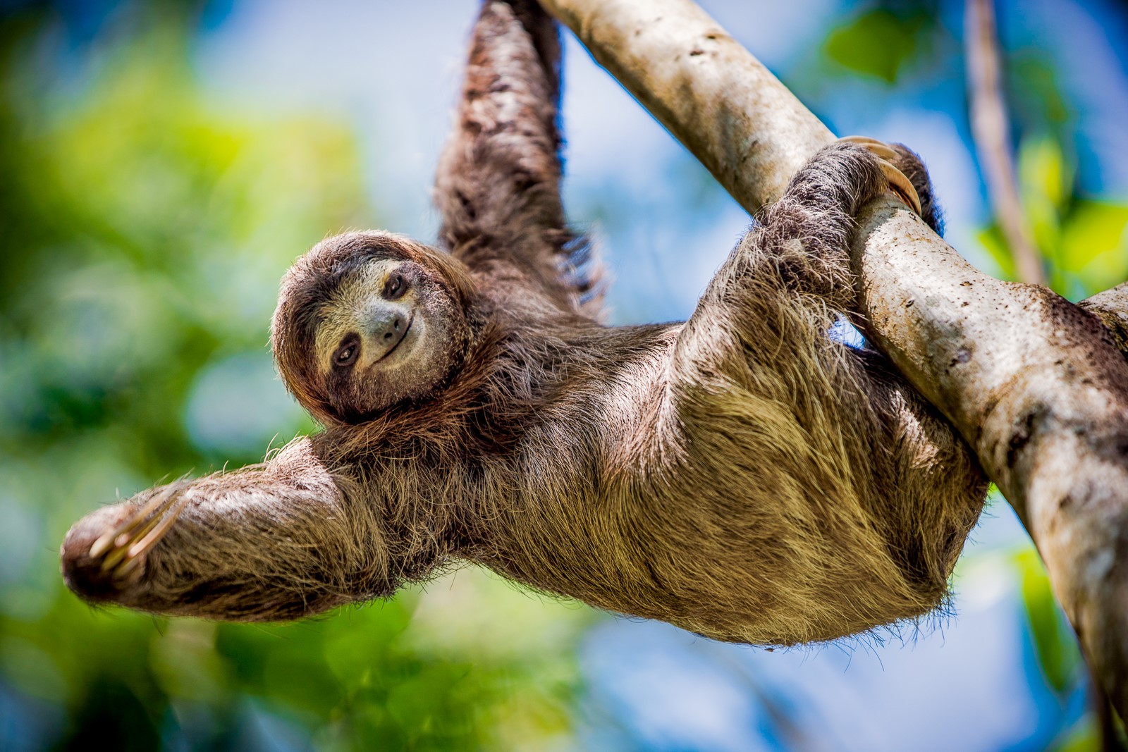 A sloth in a tree in Costa Rica