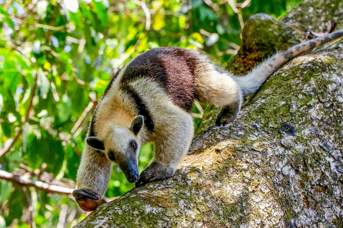 A tamandua anteater in the treetops of Costa Rica