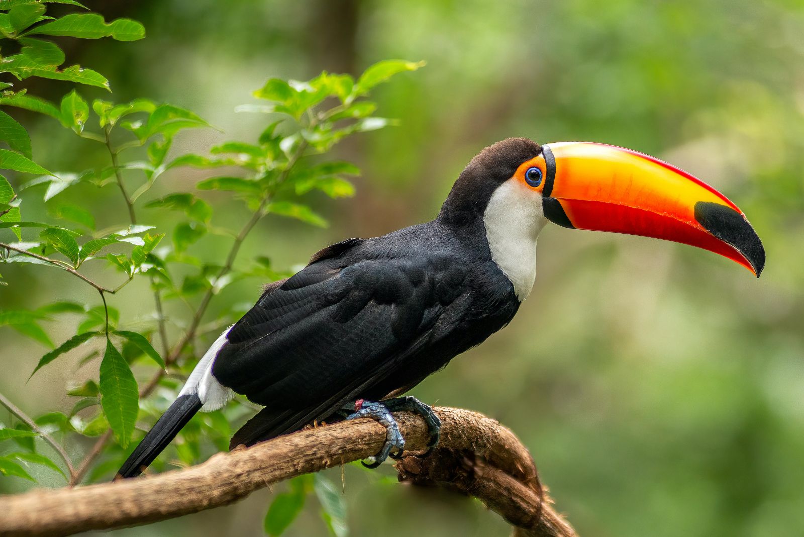 A toco toucan spotted in the treetops of Costa Rica