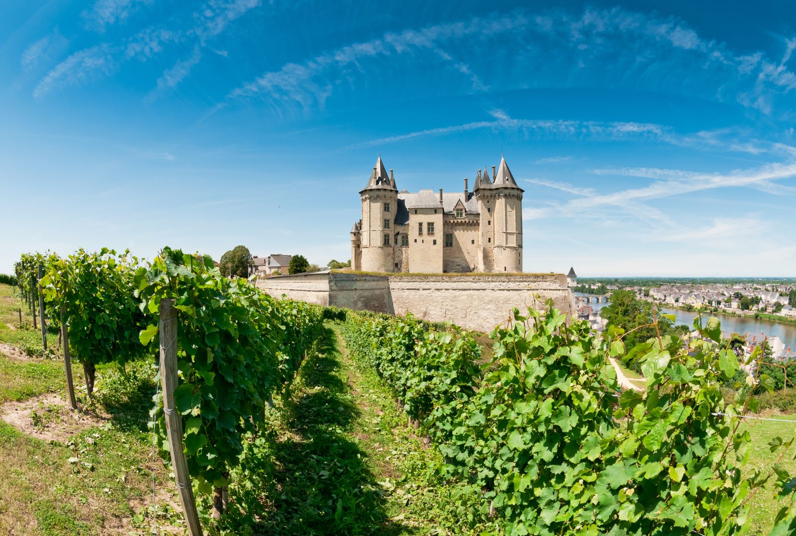 Vineyards on the grounds of Loire Valley Chateau