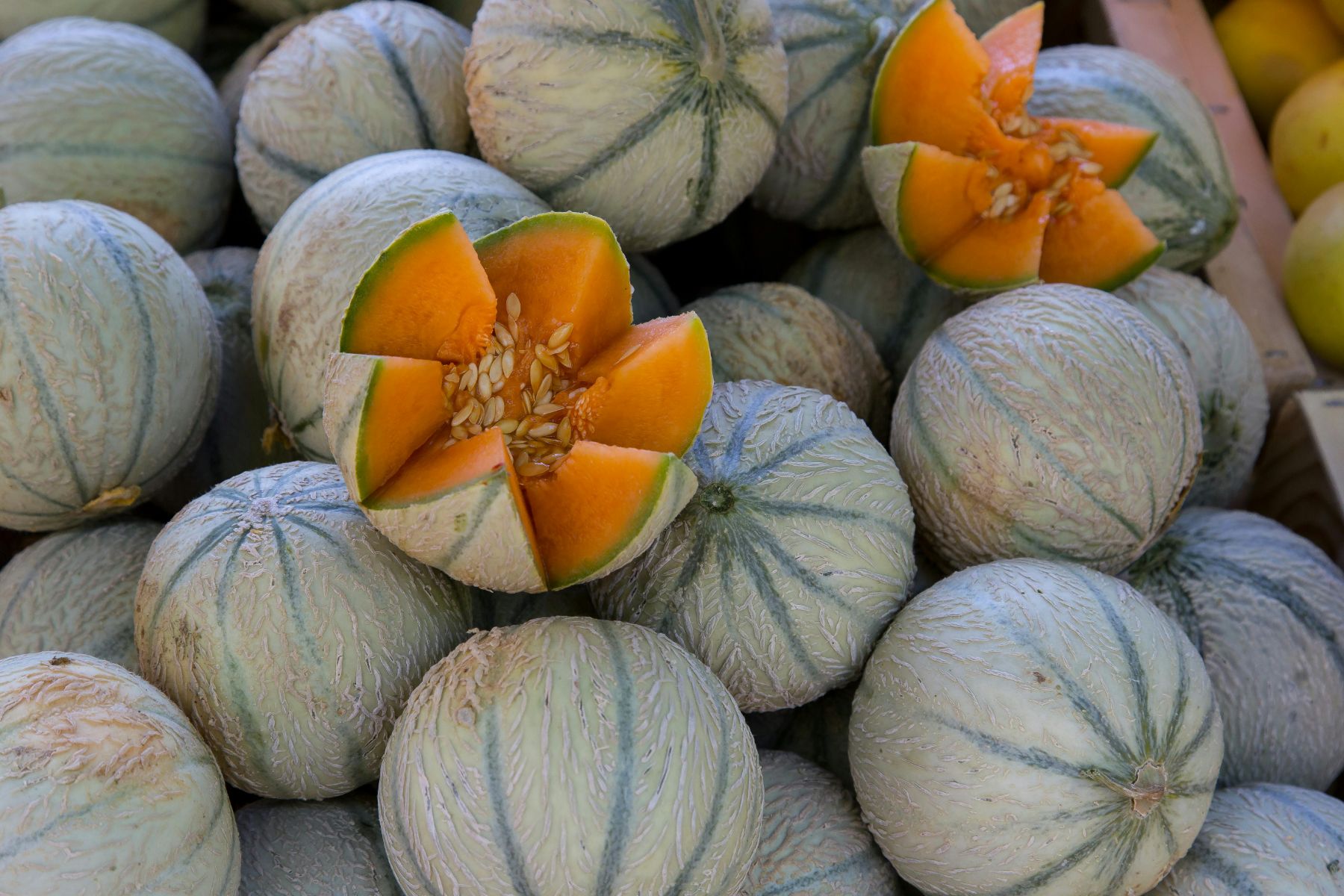 Canteloupe melons for sale at a market stall in France