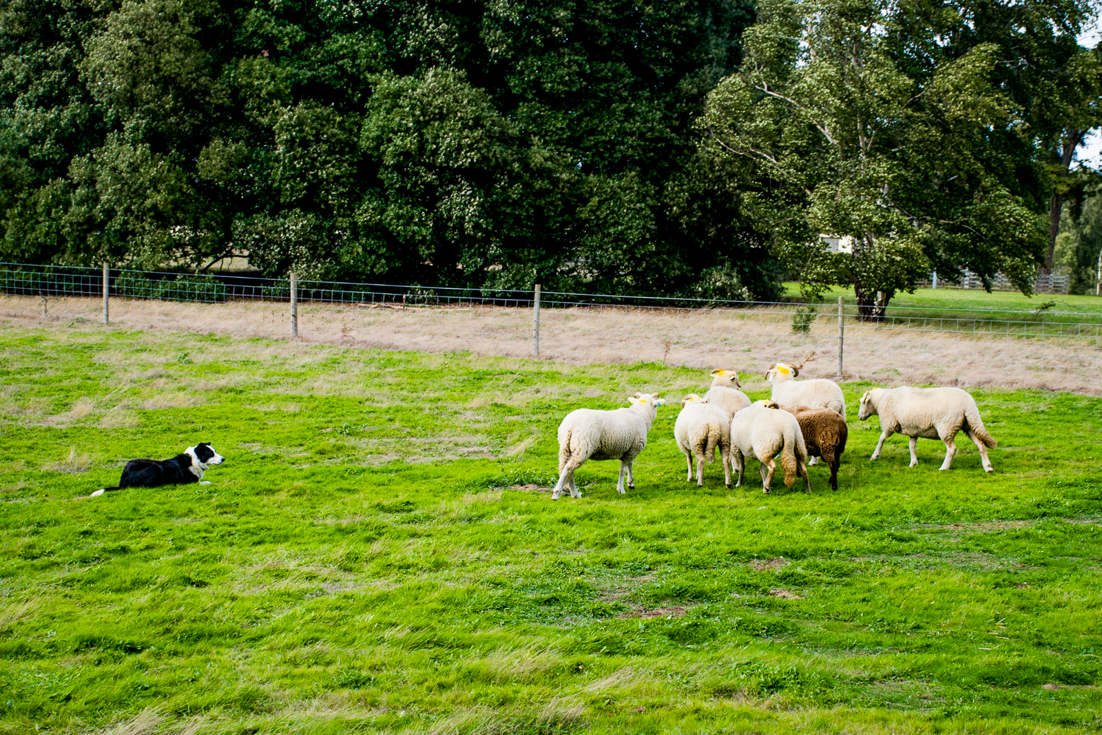 Sheep dog trails in the Lake District